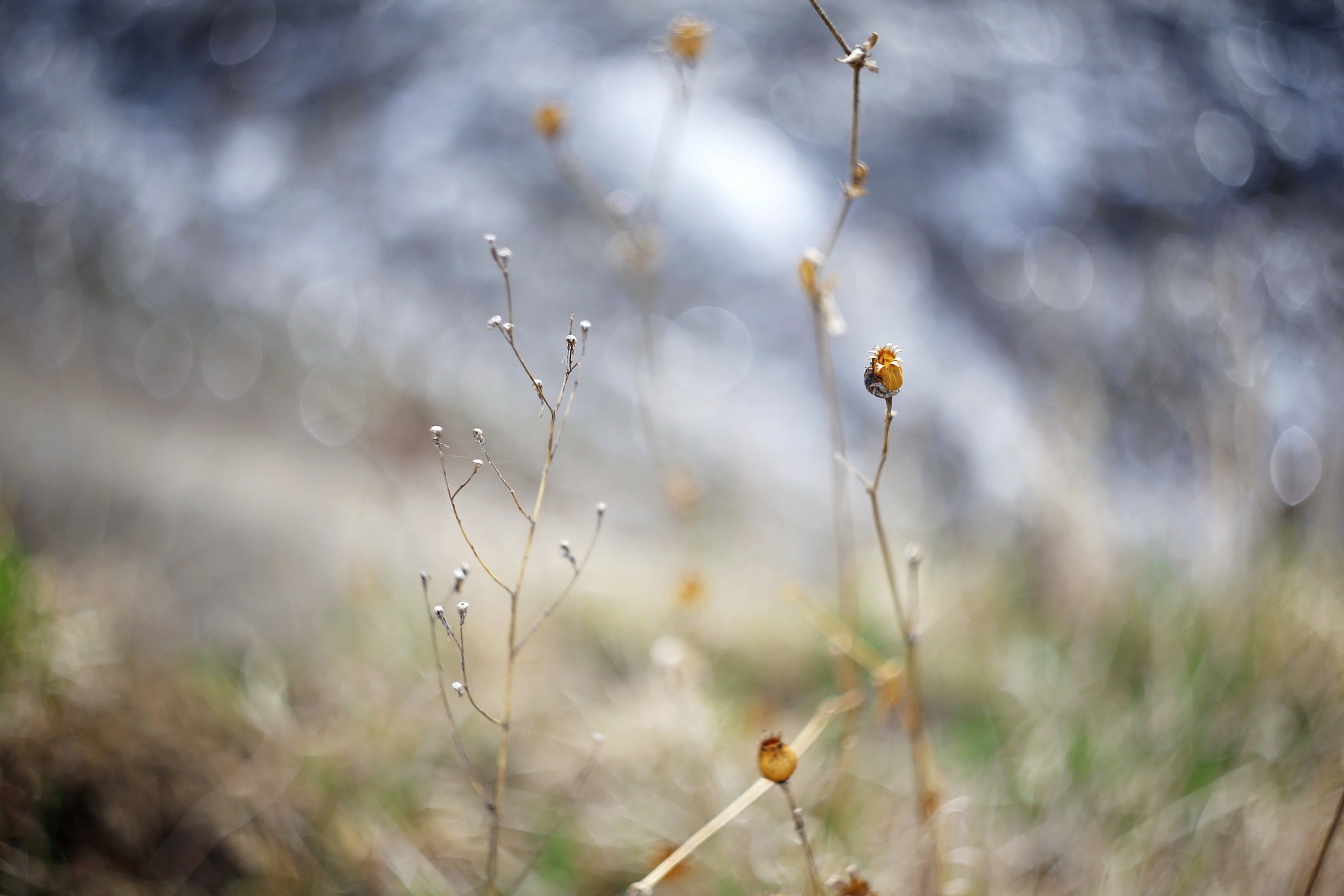 Canon EOS 6D + Canon EF 35-80mm f/4-5.6 sample photo. Curling grass photography