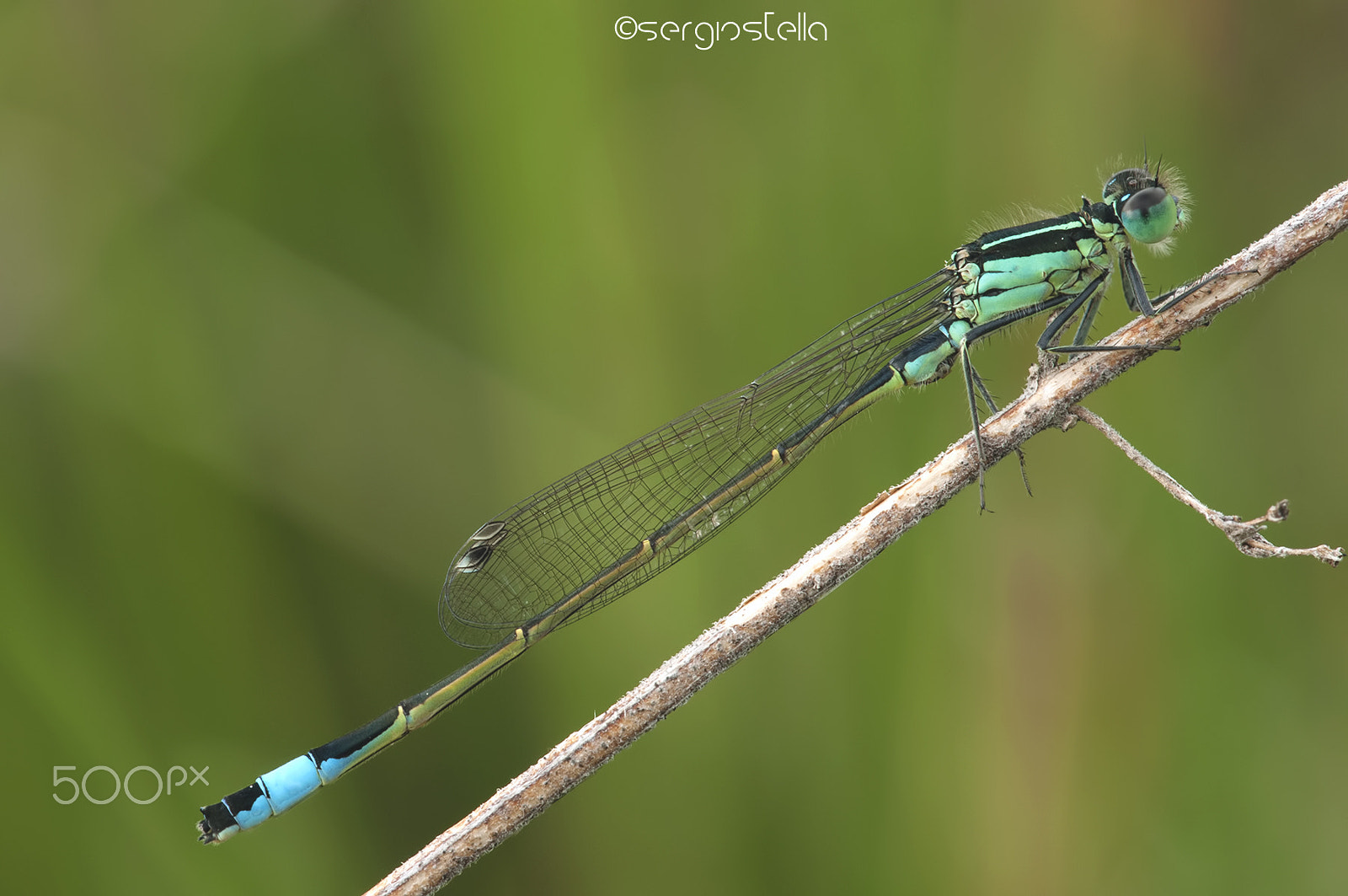 Nikon D90 + Sigma 150mm F2.8 EX DG Macro HSM sample photo. Ischnura elegans________ photography