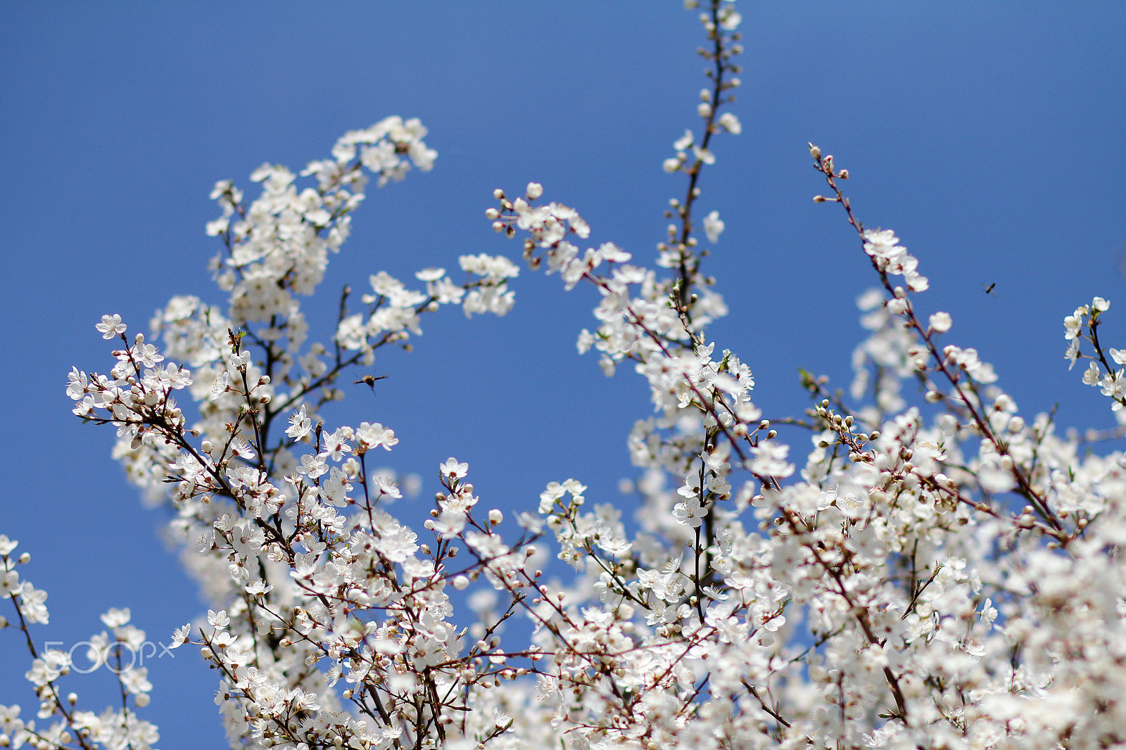 Canon EOS 60D + Canon EF 85mm F1.8 USM sample photo. Nature awakens photography