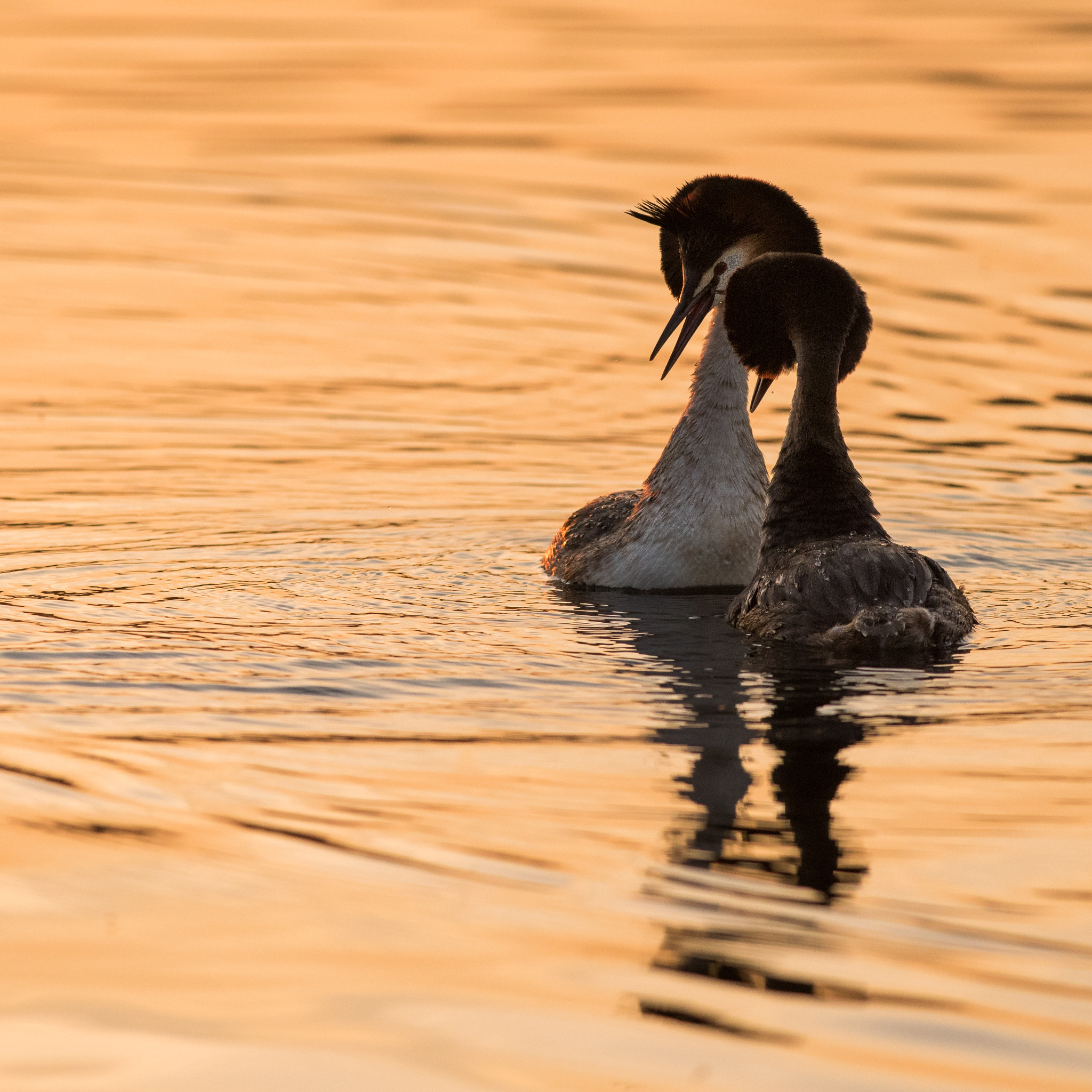 Nikon D810 + Nikon AF-S Nikkor 300mm F4D ED-IF sample photo. Mating at sunset photography