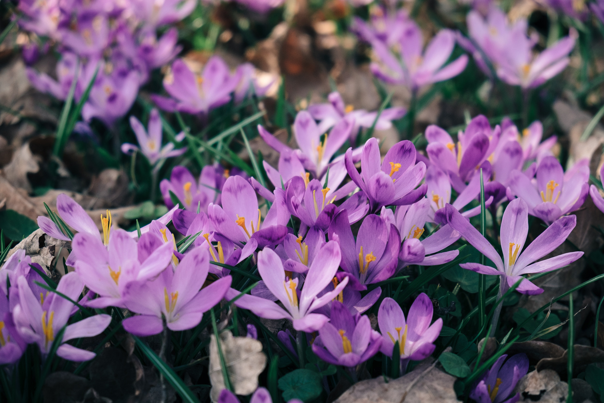 Fujifilm X-T1 sample photo. Closeup of crocuses spring flowers in the forest photography