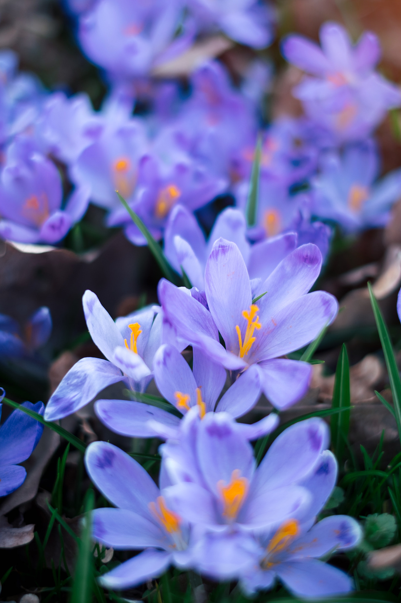 Fujifilm X-T1 + Fujifilm XF 35mm F1.4 R sample photo. Meadow of crocus flowers in the spring forest photography