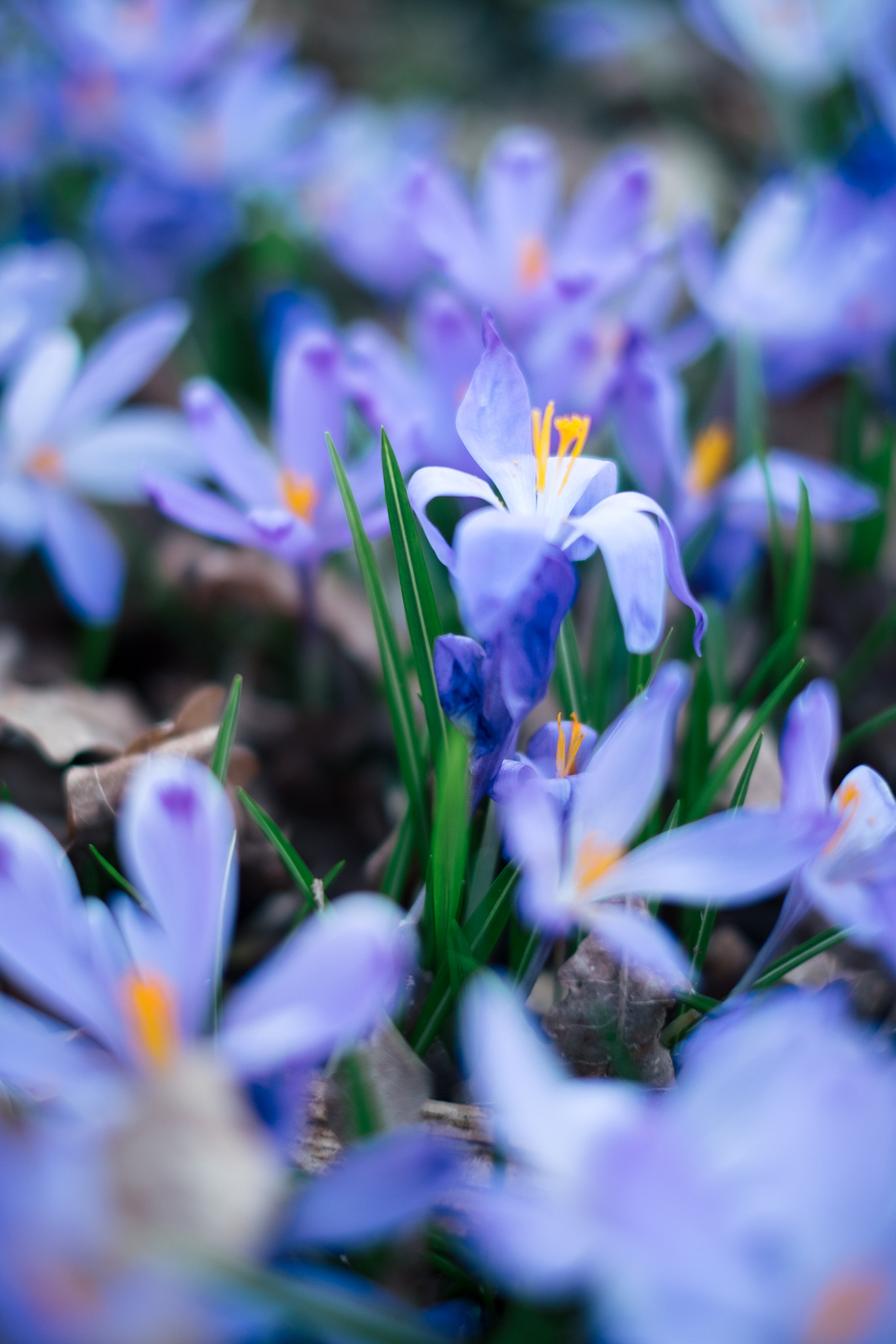 Fujifilm X-T1 sample photo. Closeup of crocuses spring flowers in the forest photography