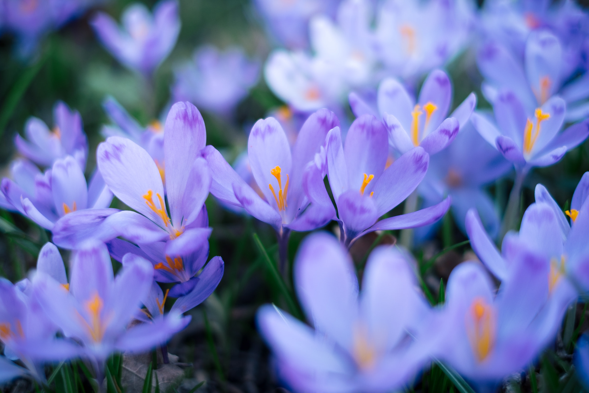 Fujifilm X-T1 sample photo. Meadow of crocus flowers in the spring forest photography