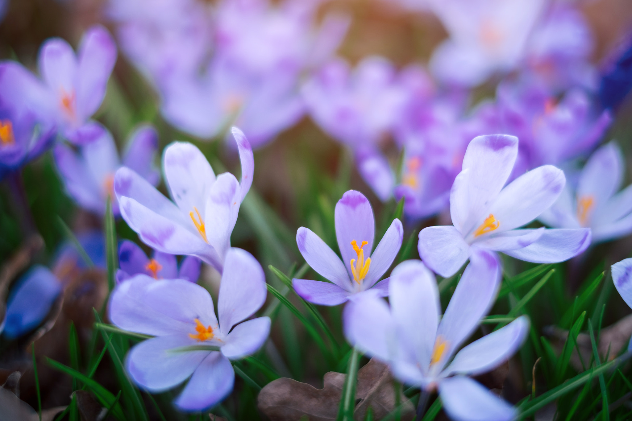 Fujifilm X-T1 sample photo. Meadow of crocus flowers in the spring forest photography