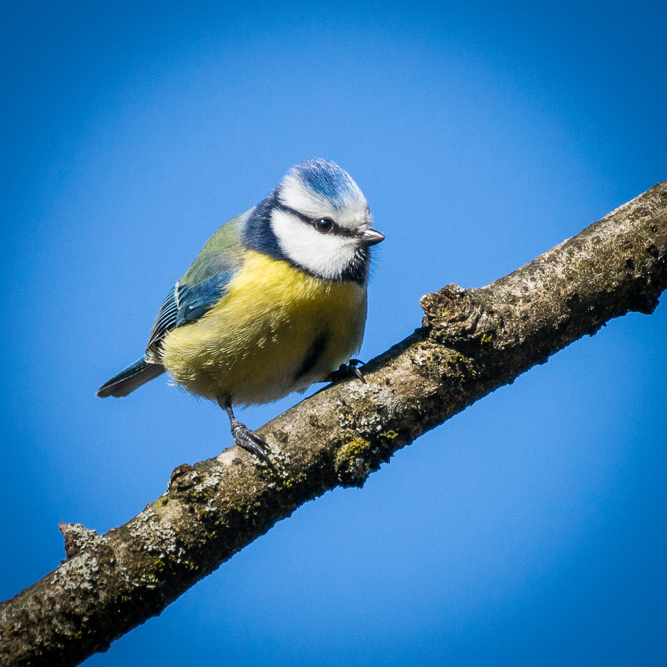 Sony a99 II + Sony 70-400mm F4-5.6 G SSM sample photo. Enjoy the spring sun photography