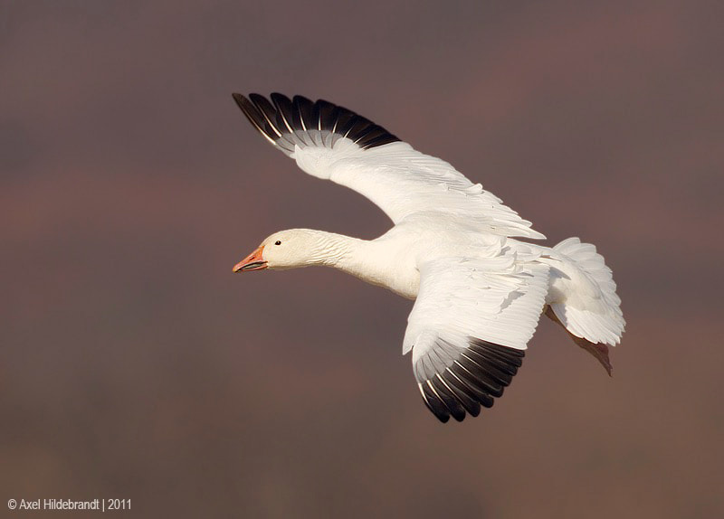 Canon EF 500mm F4L IS USM sample photo. Snow goose photography