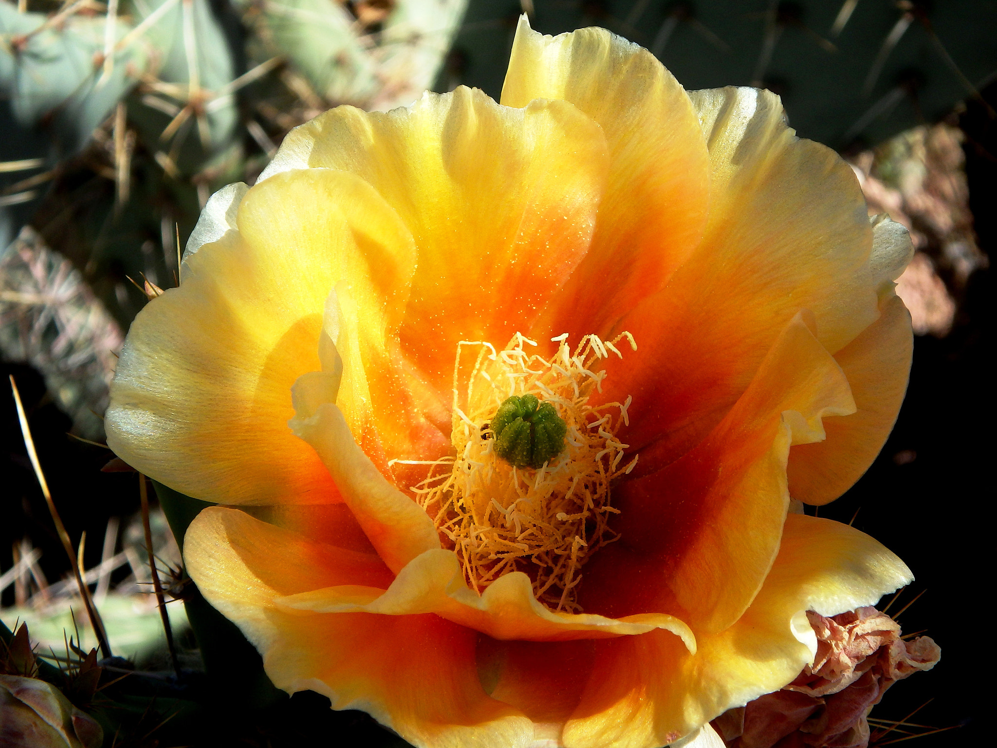 Olympus TG-850 sample photo. Prickly pear photography