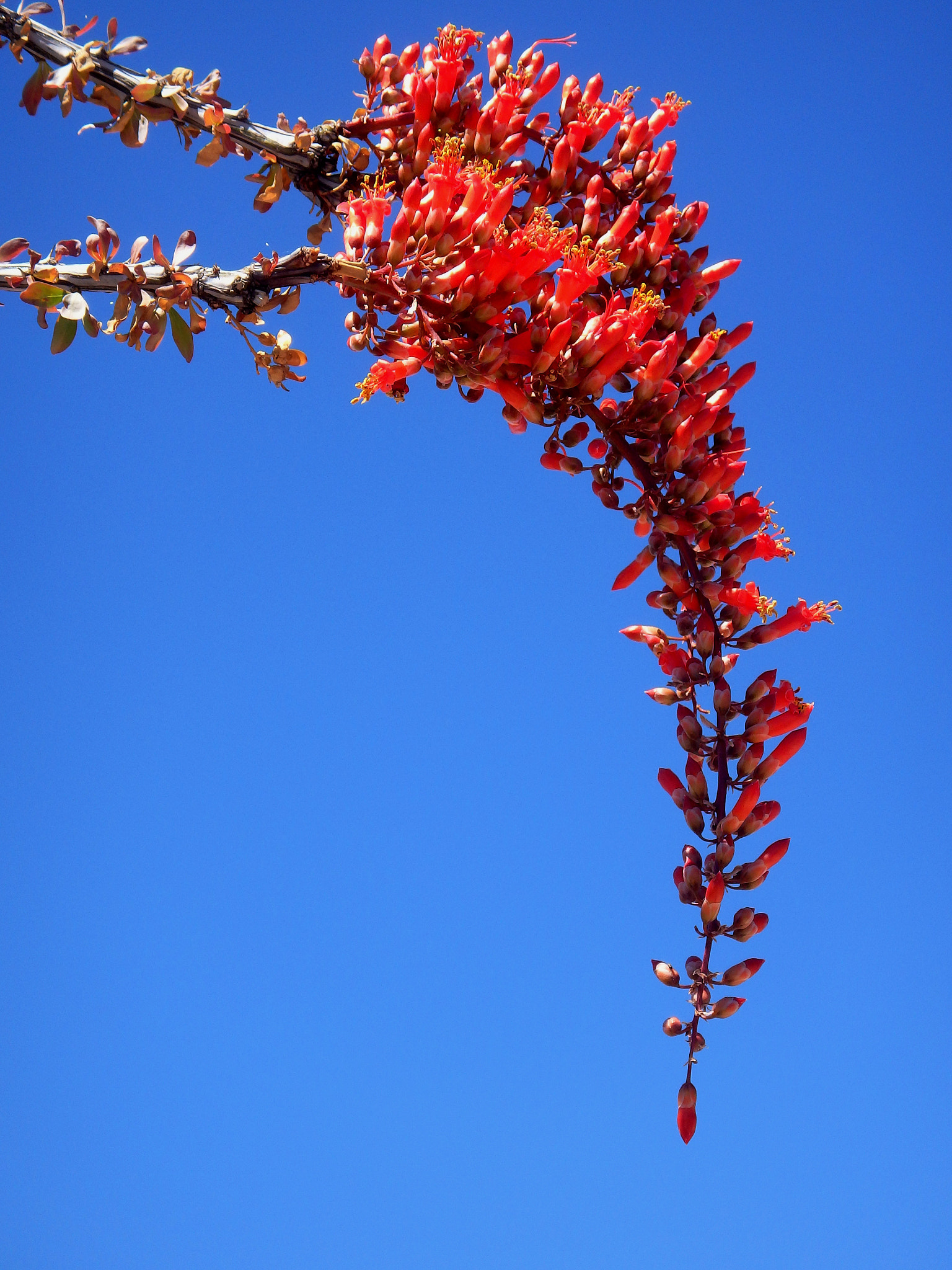 Olympus TG-850 sample photo. Ocotillos. photography