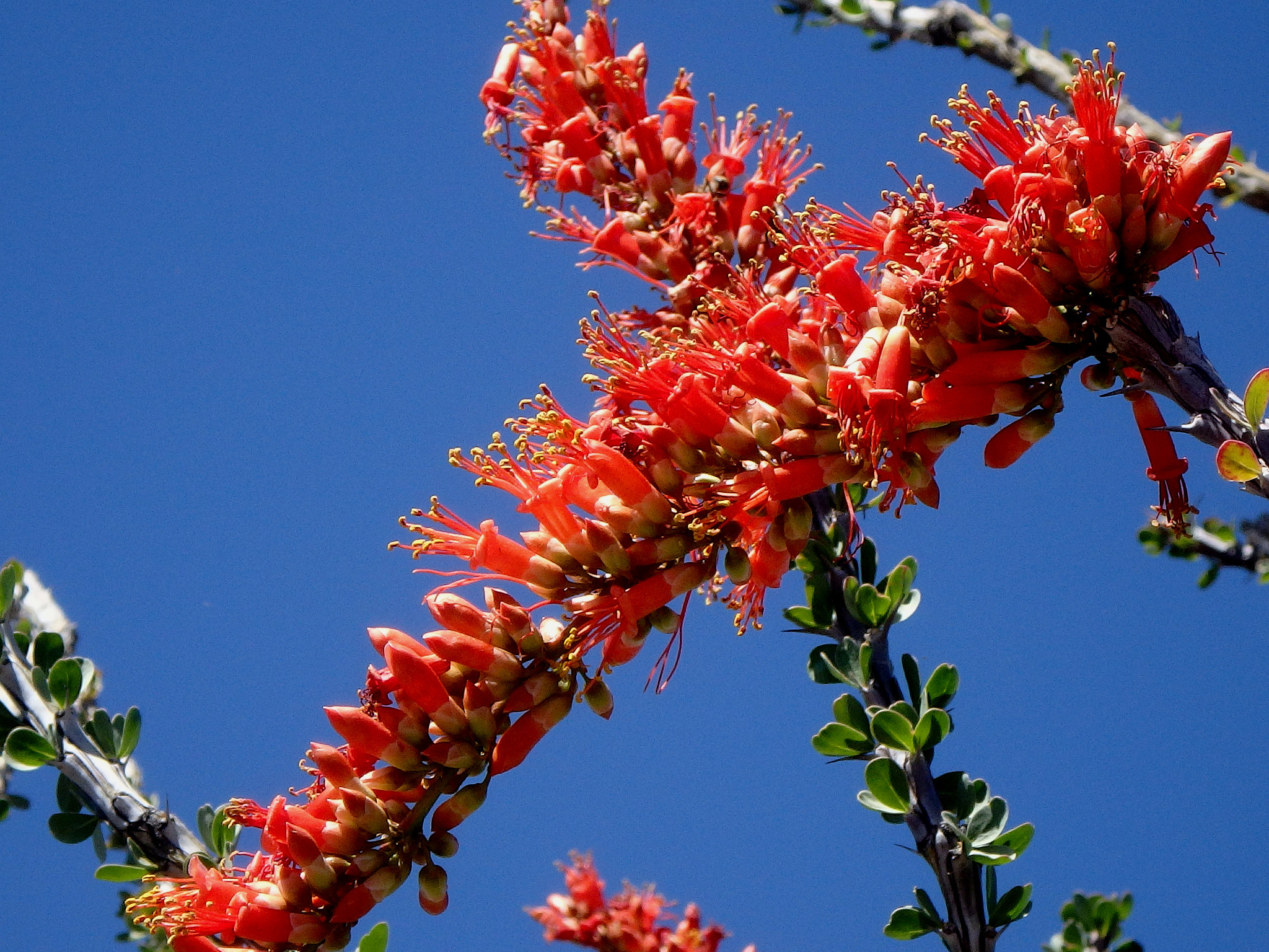 Olympus TG-850 sample photo. Ocotillo. photography