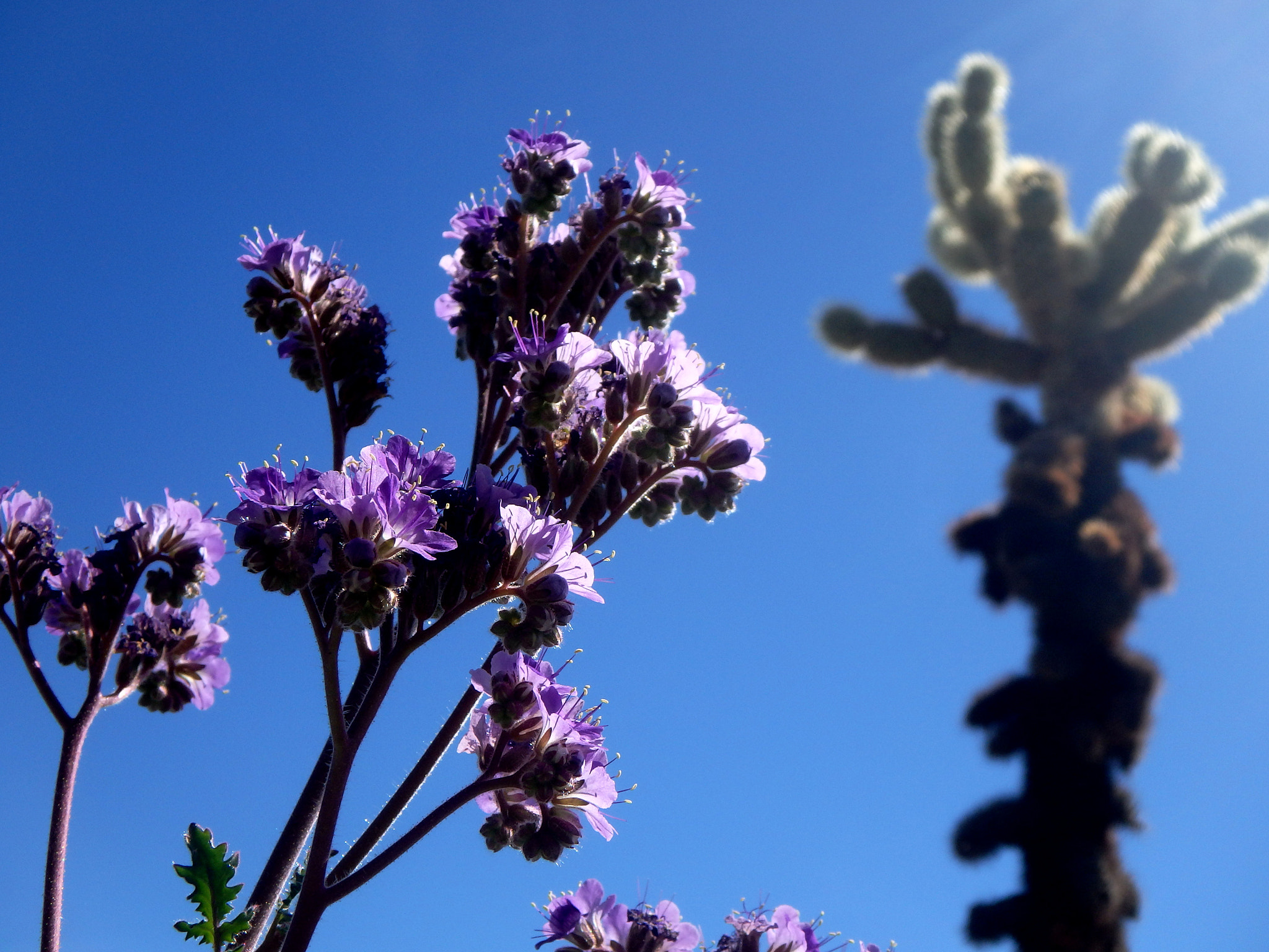 Olympus TG-850 sample photo. Looking up into the sky. photography