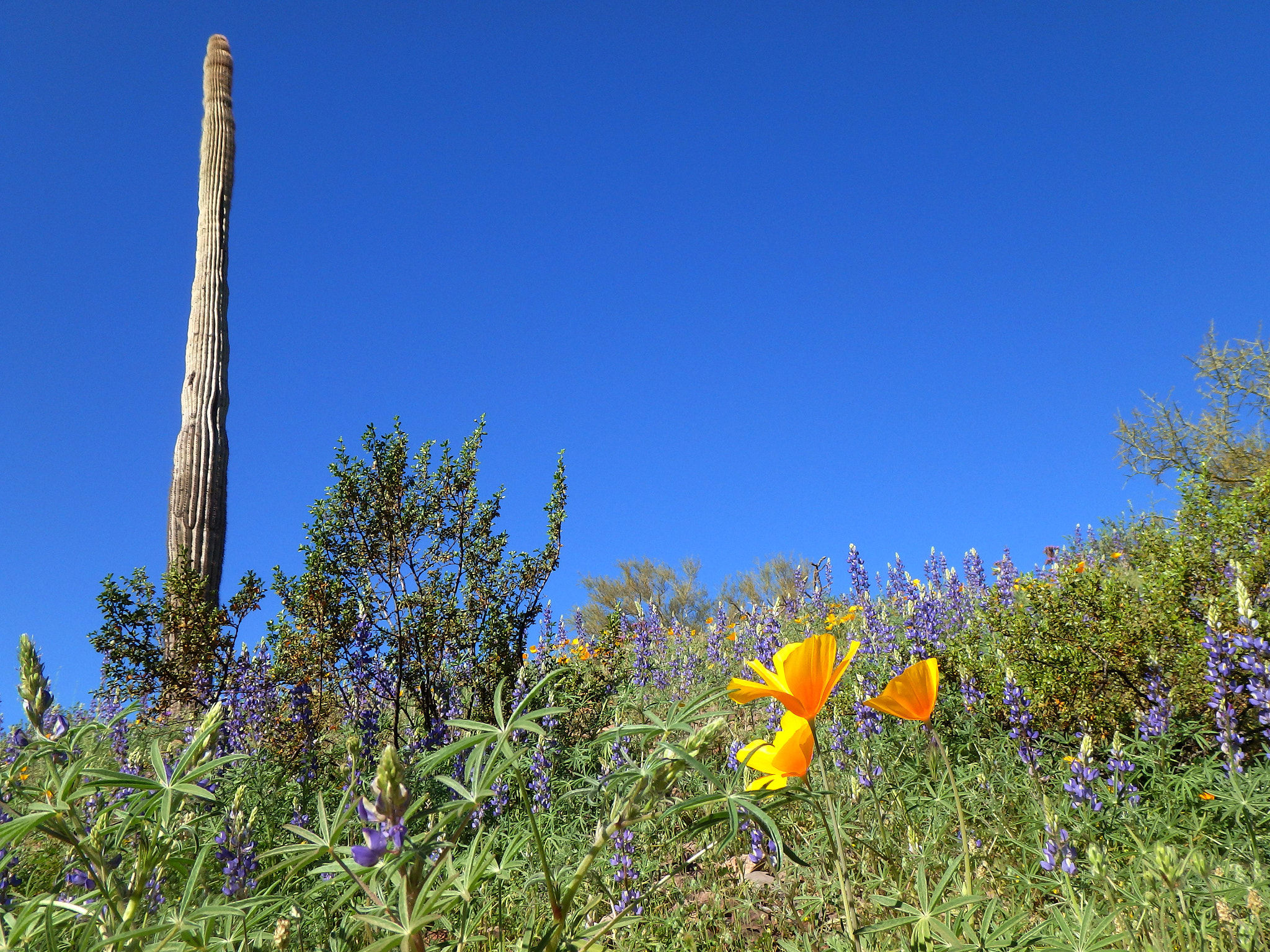 Olympus TG-850 sample photo. Standing tall among giants. photography