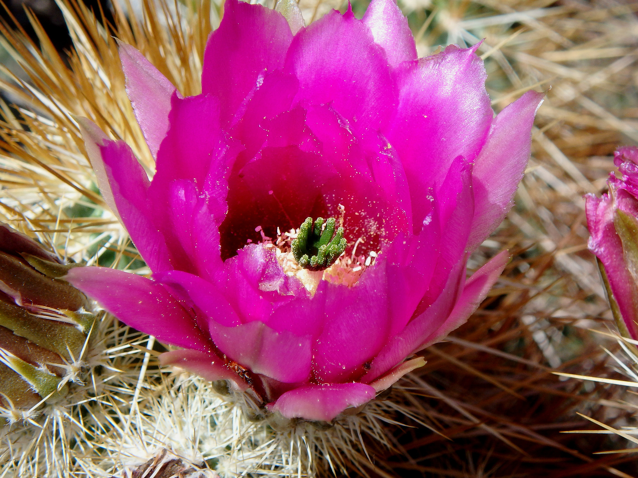 Olympus TG-850 sample photo. Desert in bloom photography