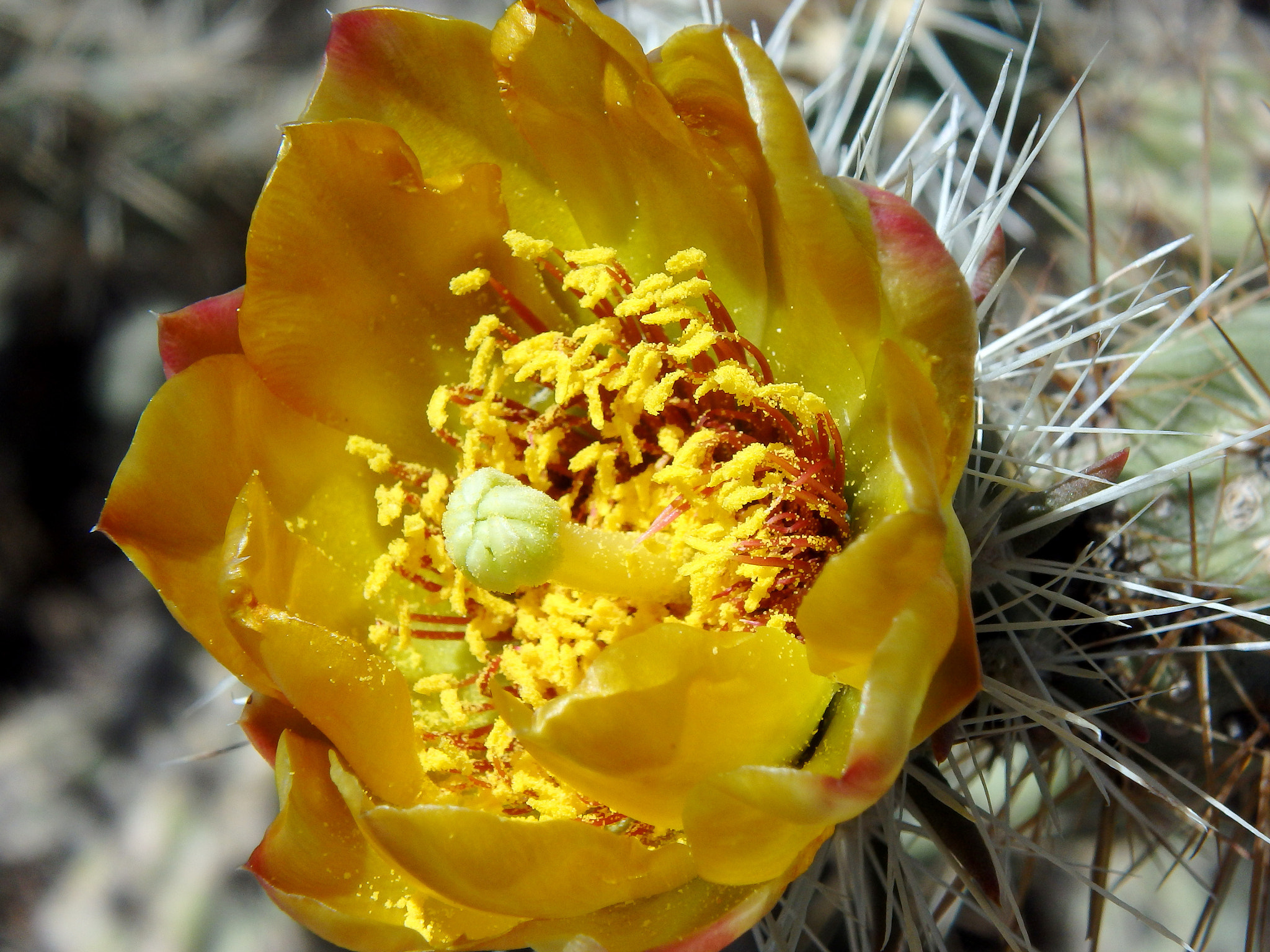 Olympus TG-850 sample photo. Chain link cholla. photography