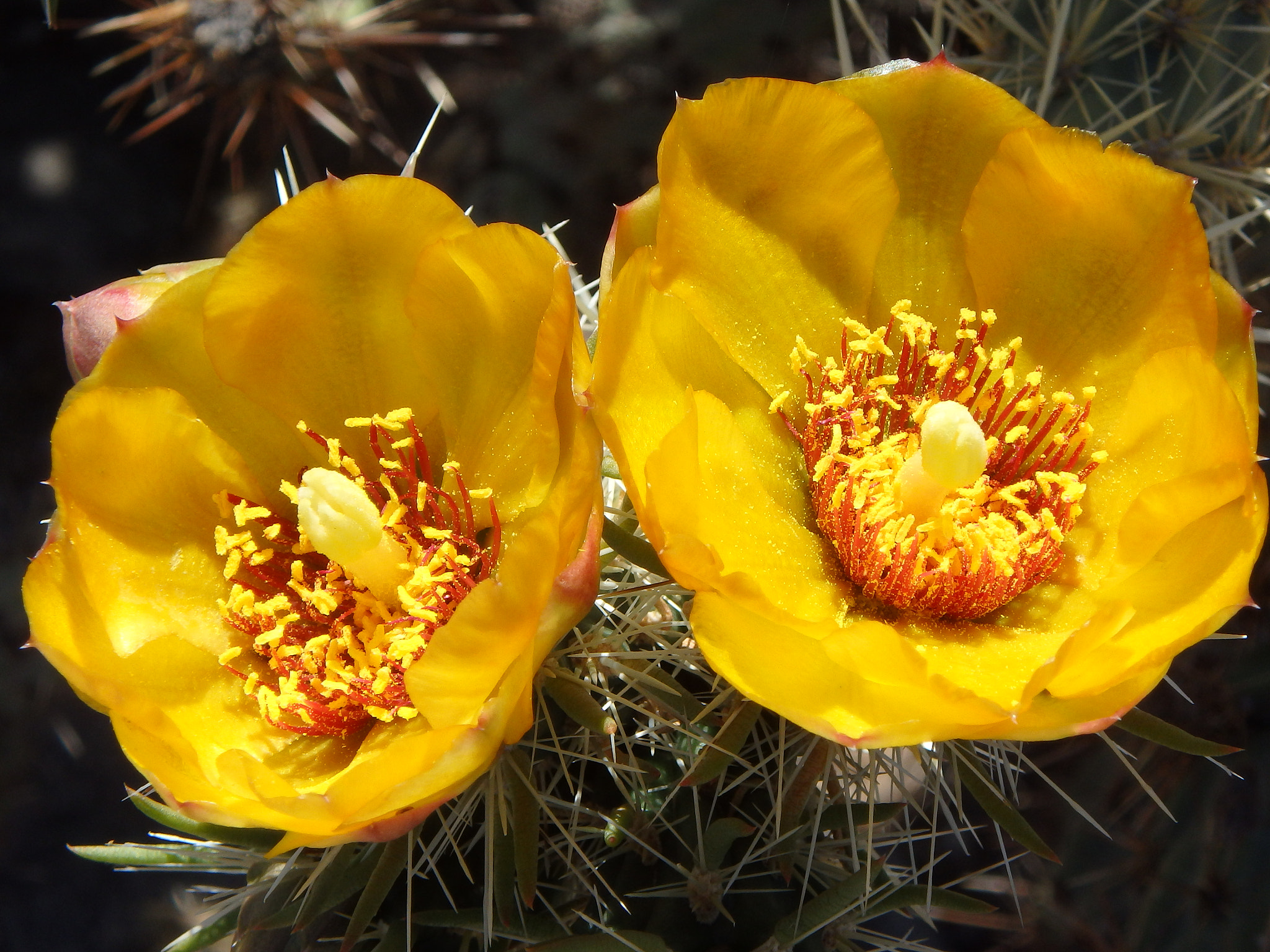 Olympus TG-850 sample photo. Chain link cholla. photography