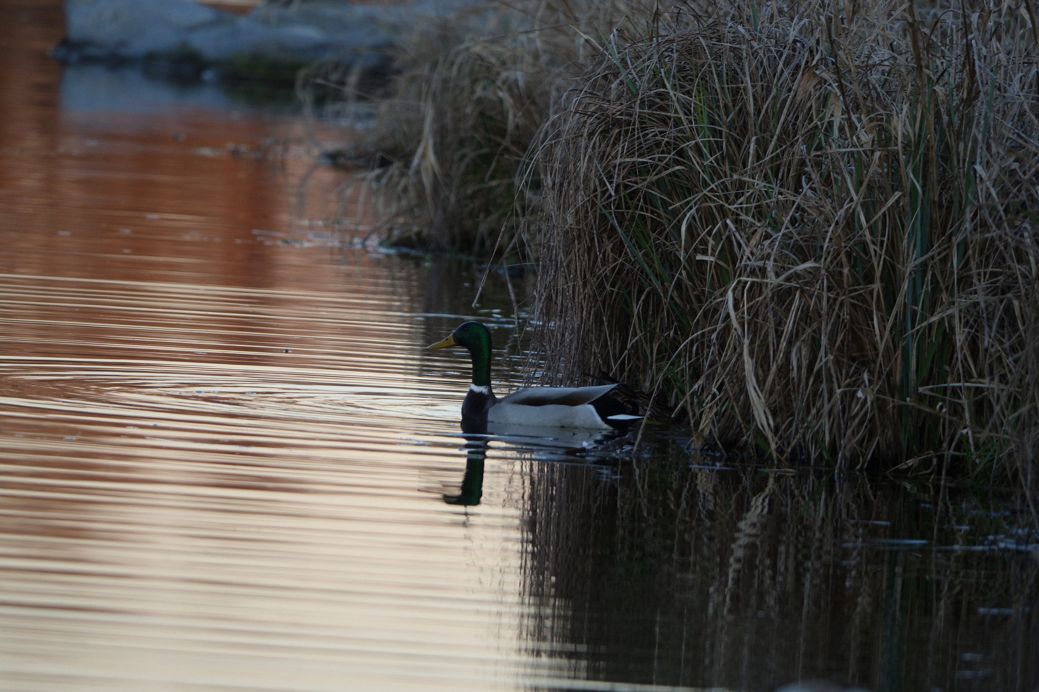 Sony Cyber-shot DSC-RX10 III sample photo. The watcher photography