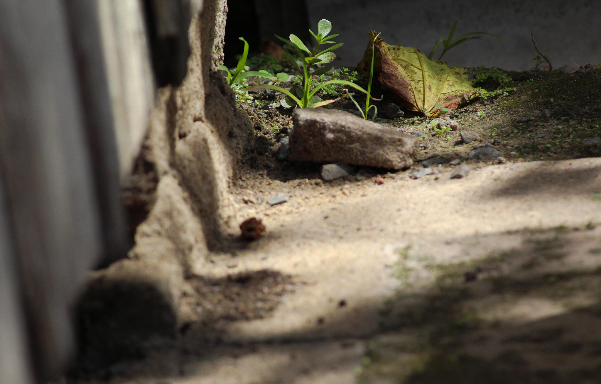 Canon EF-S 55-250mm F4-5.6 IS II sample photo. Day details photography