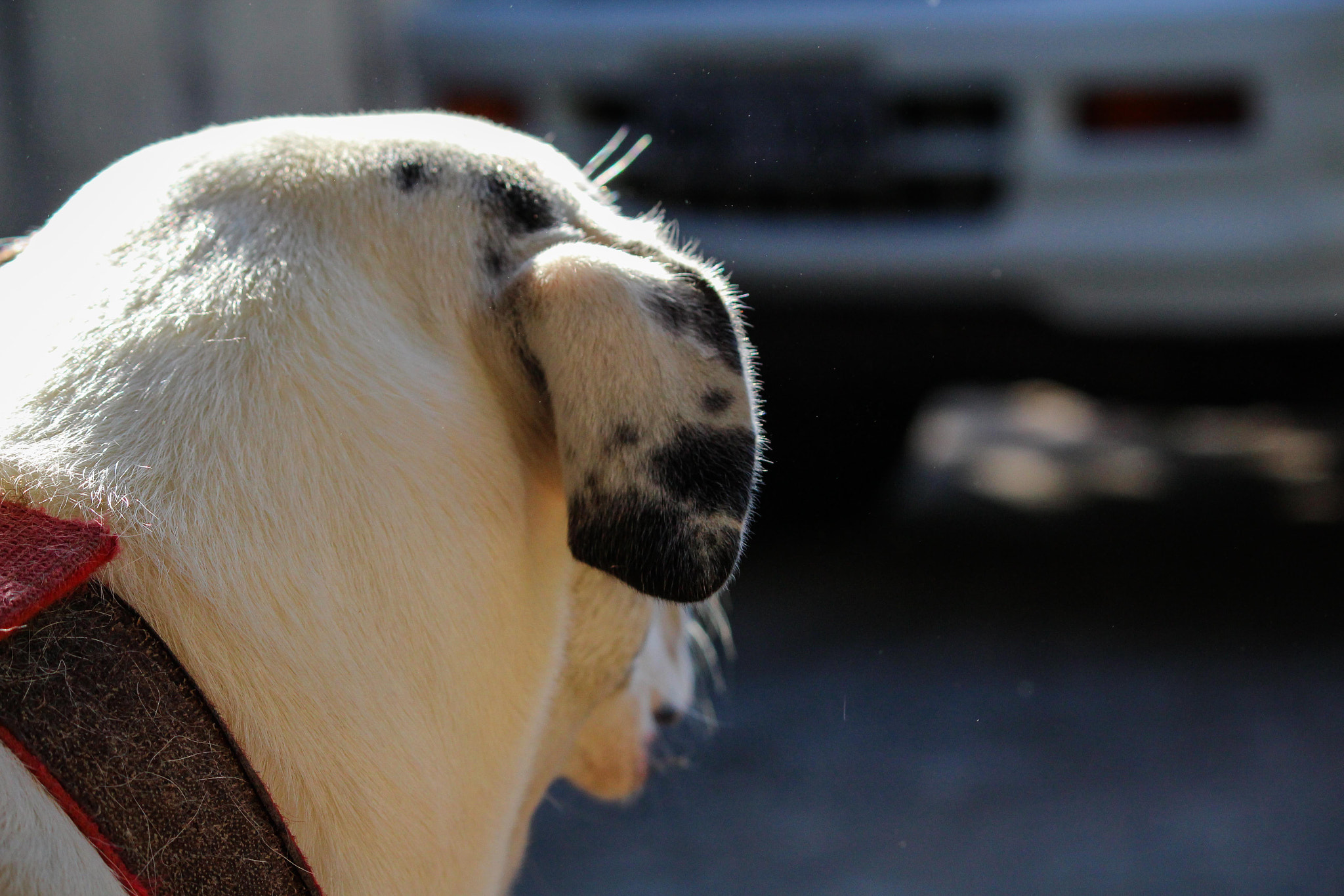 Canon EF-S 55-250mm F4-5.6 IS II sample photo. My girl... photography