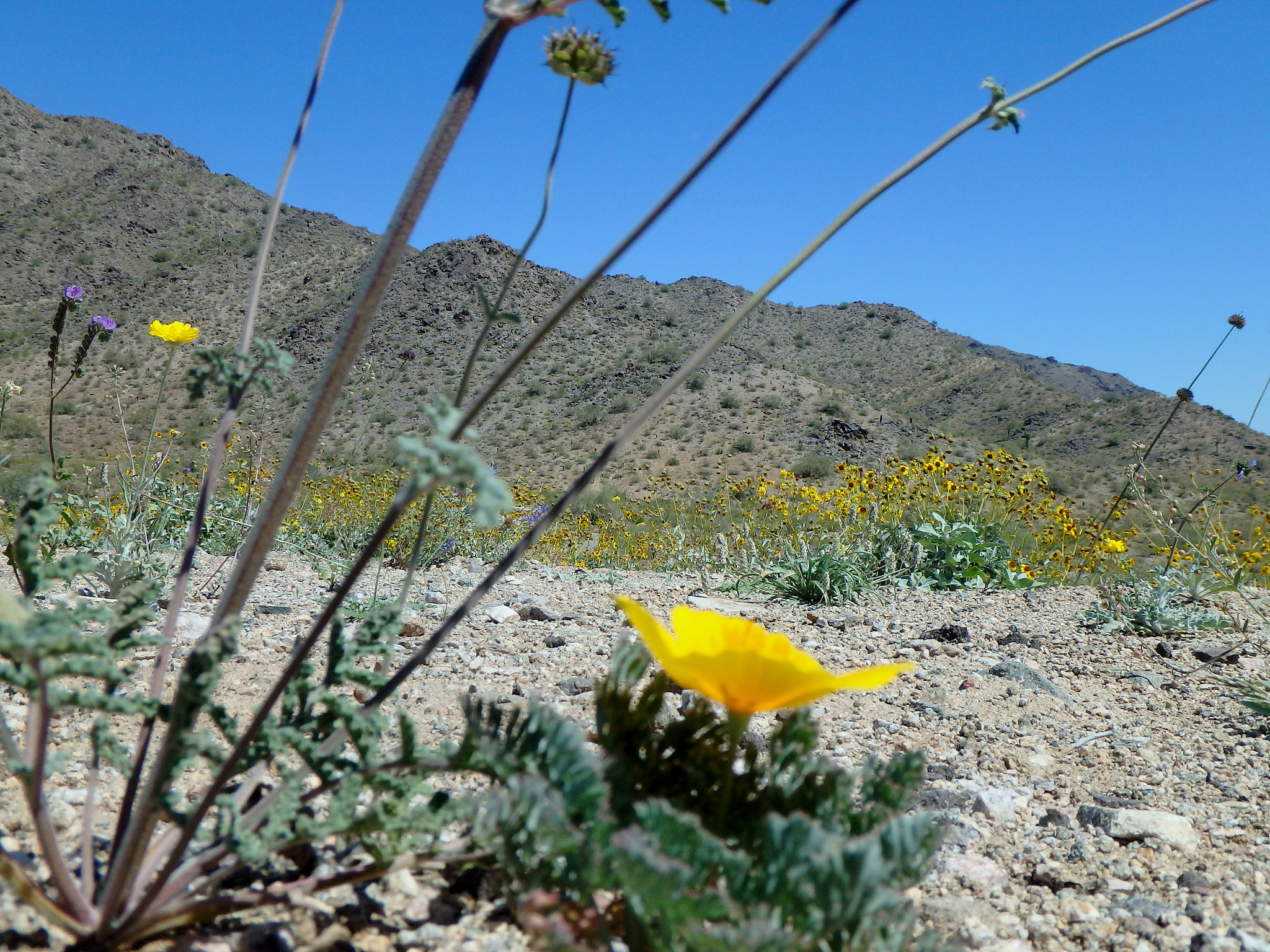 Olympus TG-850 sample photo. Small flower in the desert. photography