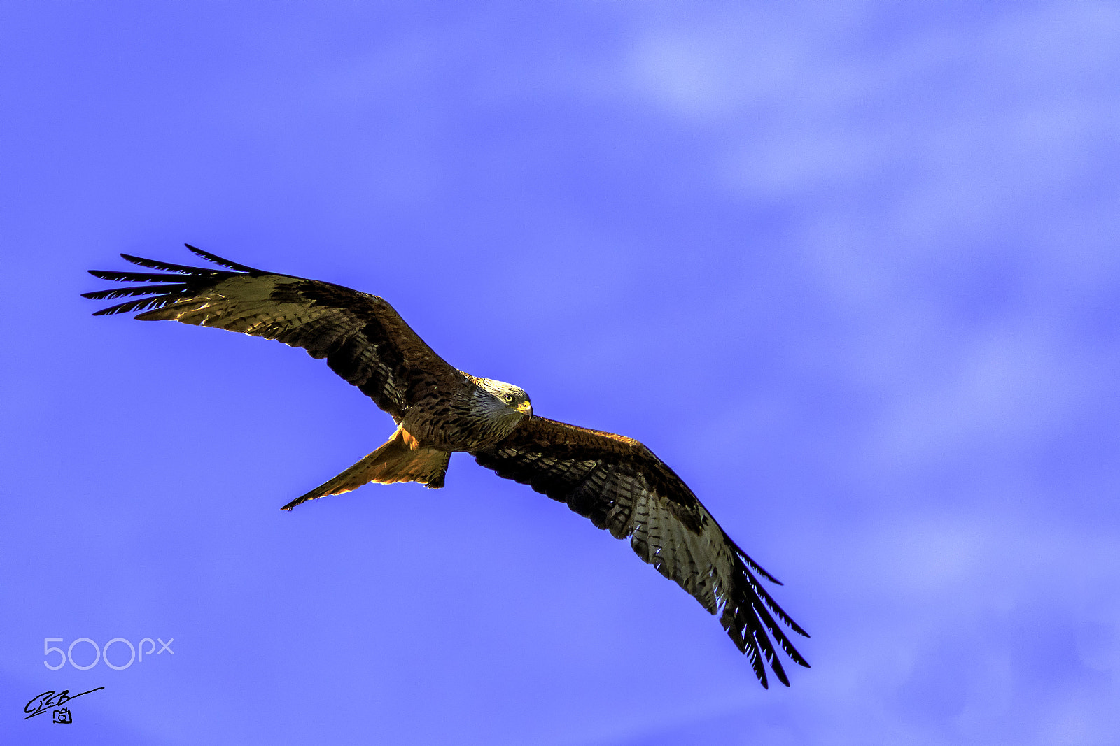 Canon EOS 7D Mark II + Canon EF 400mm F5.6L USM sample photo. Red kite chilt photography