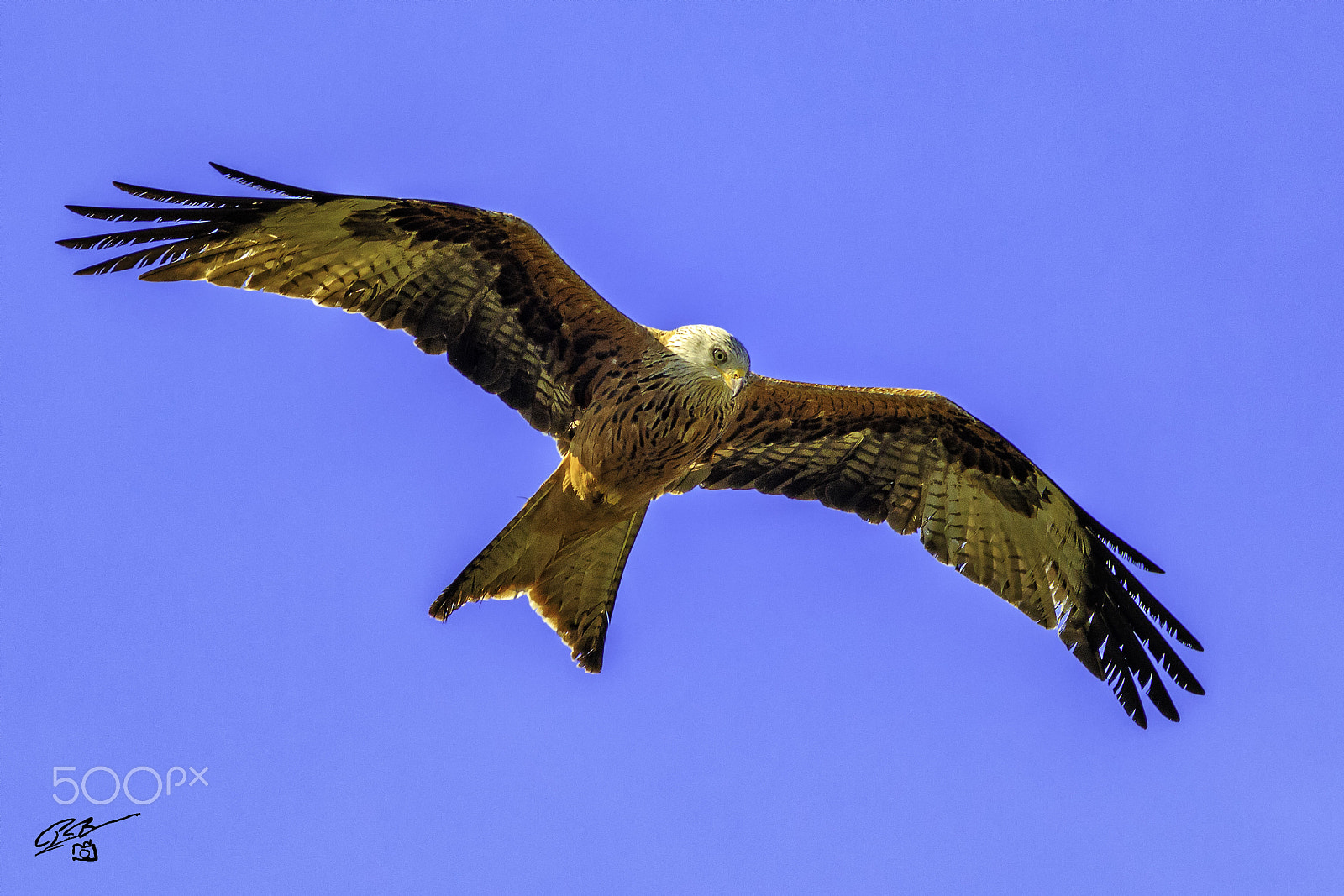 Canon EOS 7D Mark II + Canon EF 400mm F5.6L USM sample photo. Red kite chilt photography