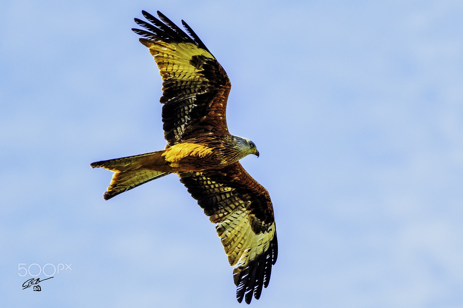 Canon EOS 7D Mark II + Canon EF 400mm F5.6L USM sample photo. Red kite chilt photography