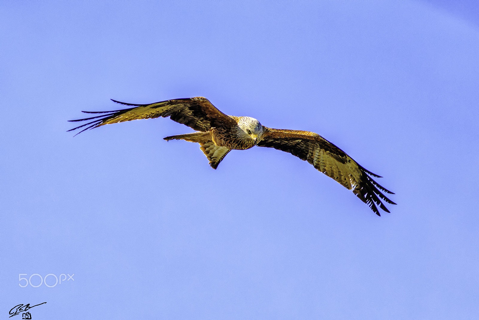 Canon EOS 7D Mark II + Canon EF 400mm F5.6L USM sample photo. Red kite chilt photography