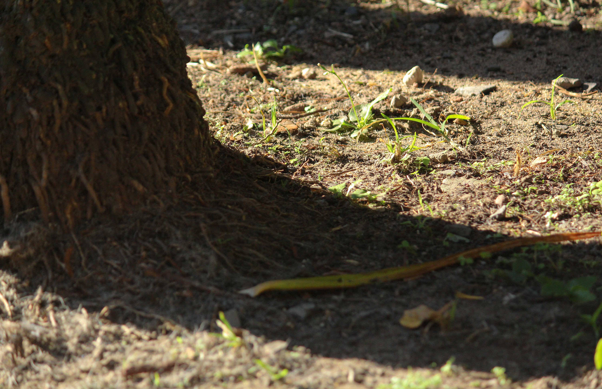 Canon EF-S 55-250mm F4-5.6 IS II sample photo. Simplicity photography