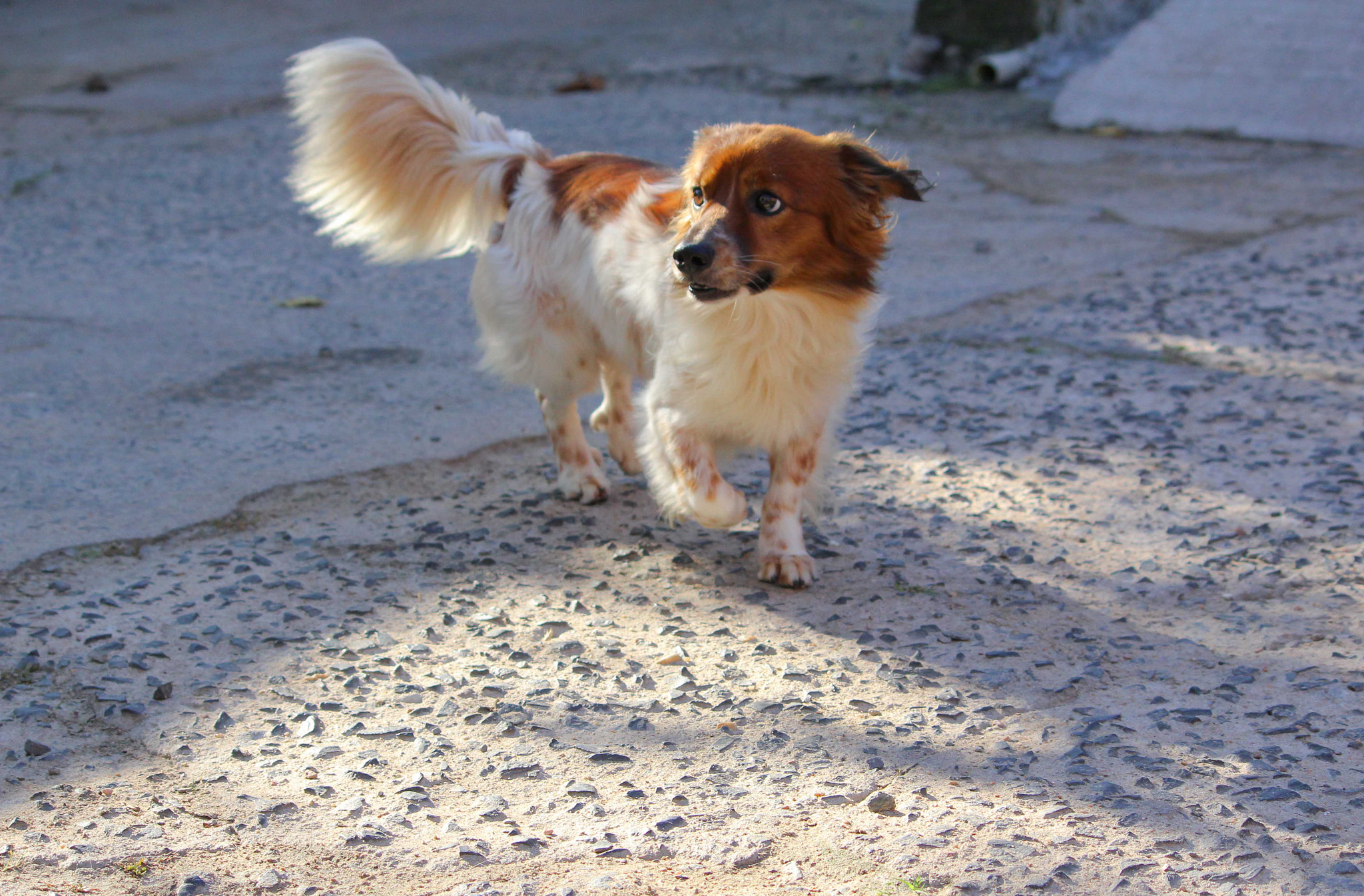 Canon EF-S 55-250mm F4-5.6 IS II sample photo. In sun light photography