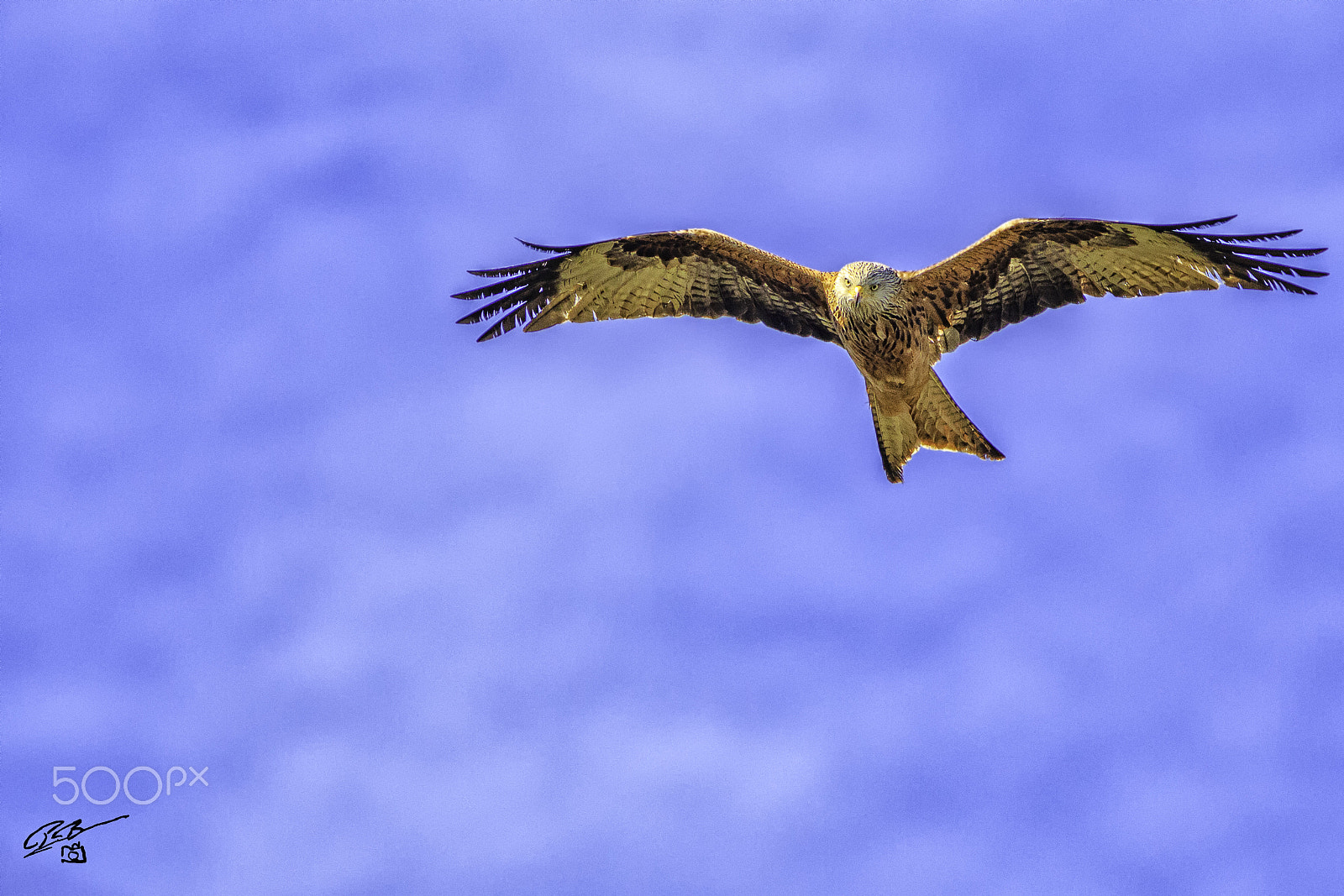 Canon EOS 7D Mark II + Canon EF 400mm F5.6L USM sample photo. Red kite chilt photography