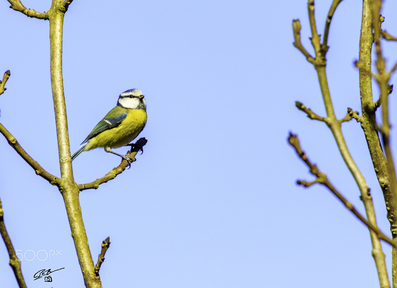 Canon EF 400mm F5.6L USM sample photo. Blue tit chilt photography