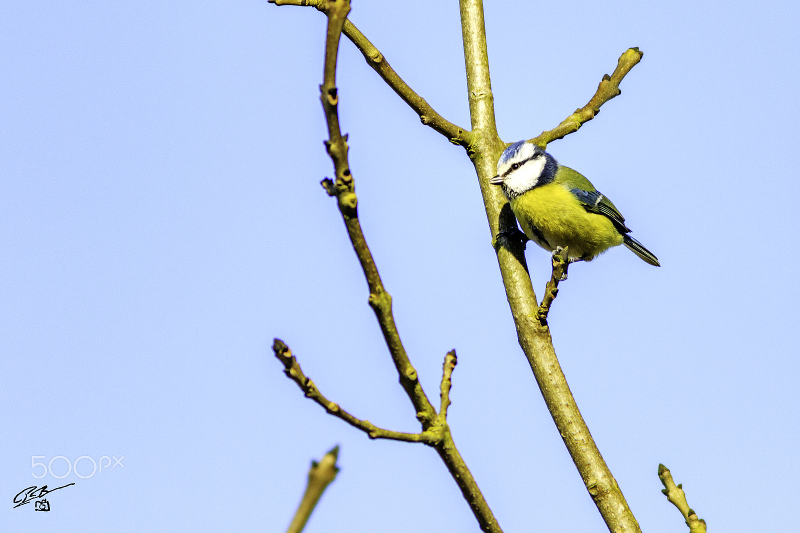 Canon EF 400mm F5.6L USM sample photo. Blue tit chilt photography