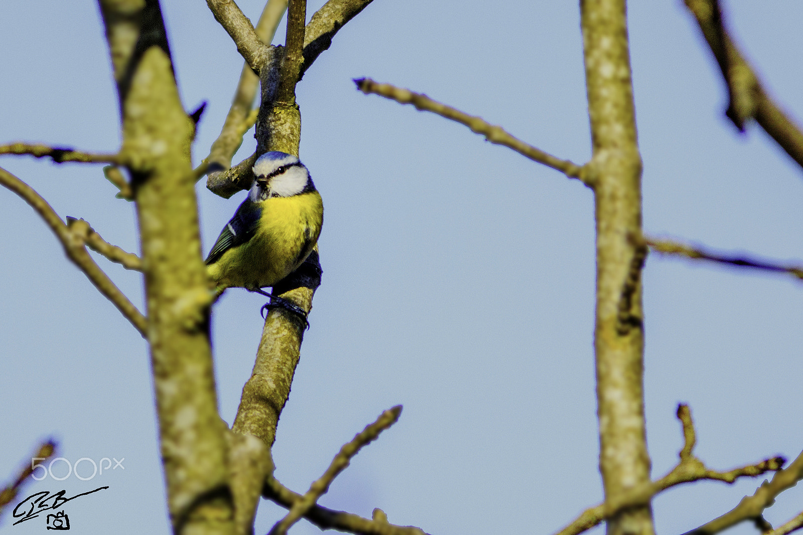 Canon EF 400mm F5.6L USM sample photo. Blue tit chilt photography