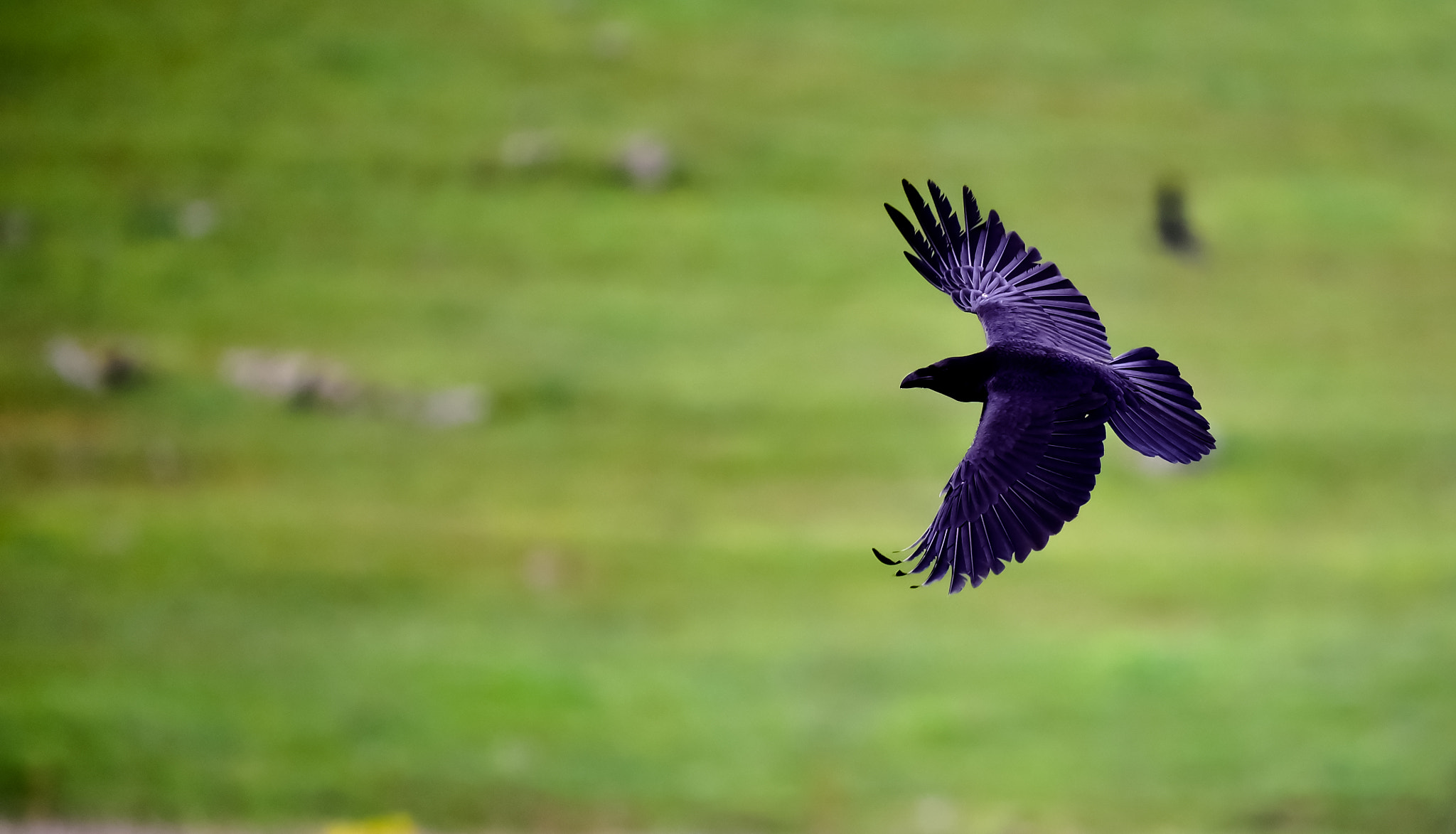 Sigma 150-600mm F5-6.3 DG OS HSM | C sample photo. Cuervo surcando la llanura  photography