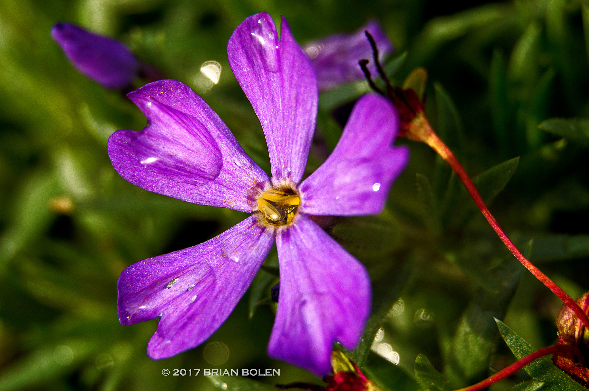 Sony DT 18-135mm F3.5-5.6 SAM sample photo. Purple prairie phlox photography