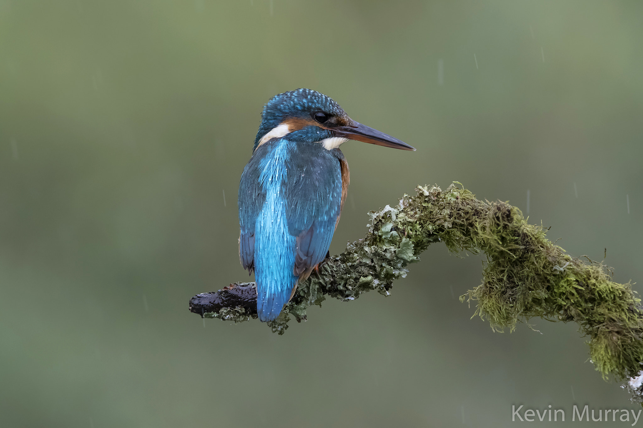Canon EF 300mm F2.8L IS USM sample photo. Kingfisher photography