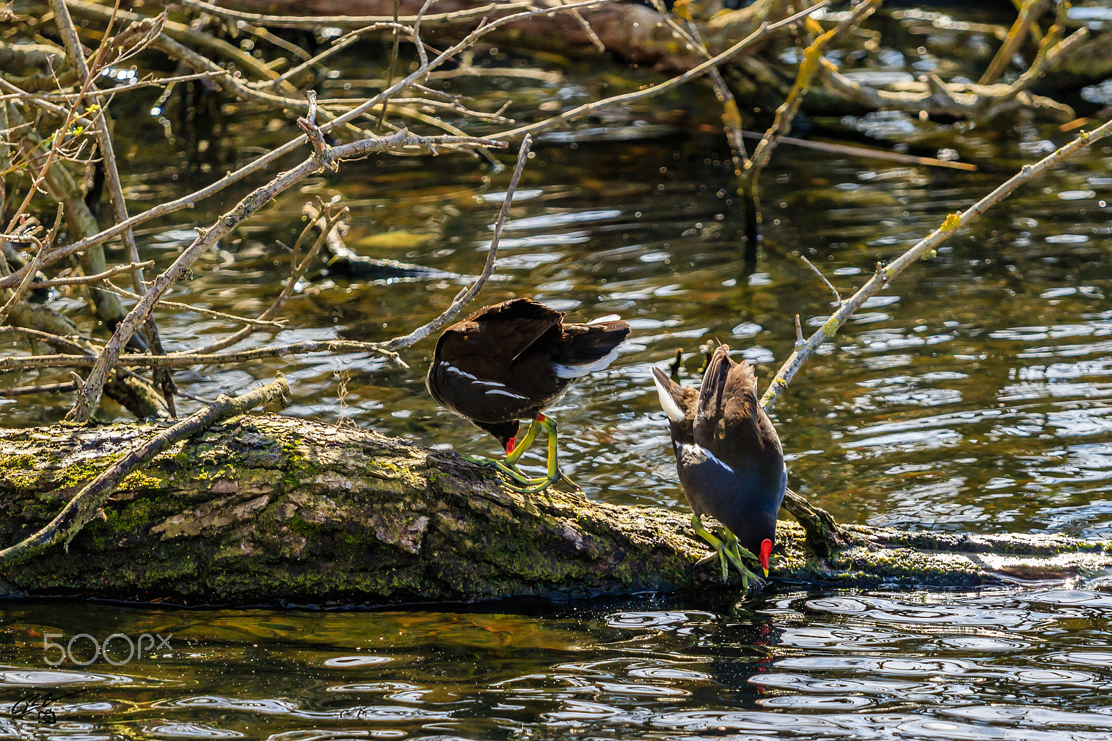 Canon EF 70-200mm F4L IS USM sample photo. Moorhen photography