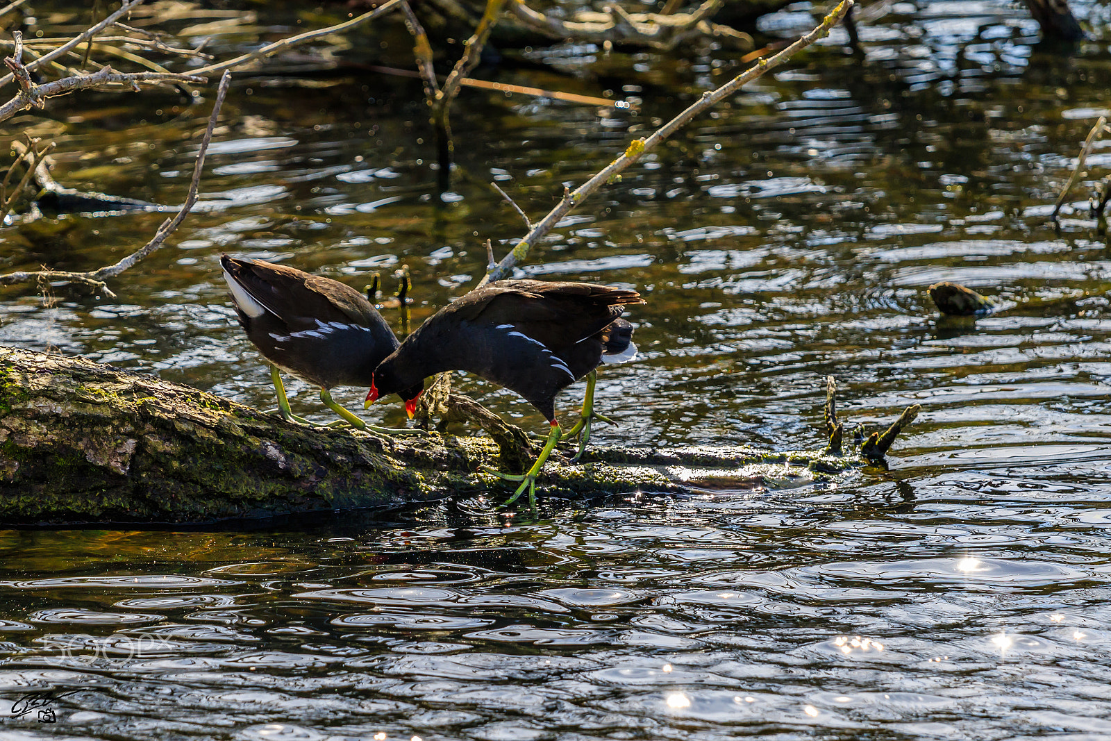 Canon EF 70-200mm F4L IS USM sample photo. Moorhen photography
