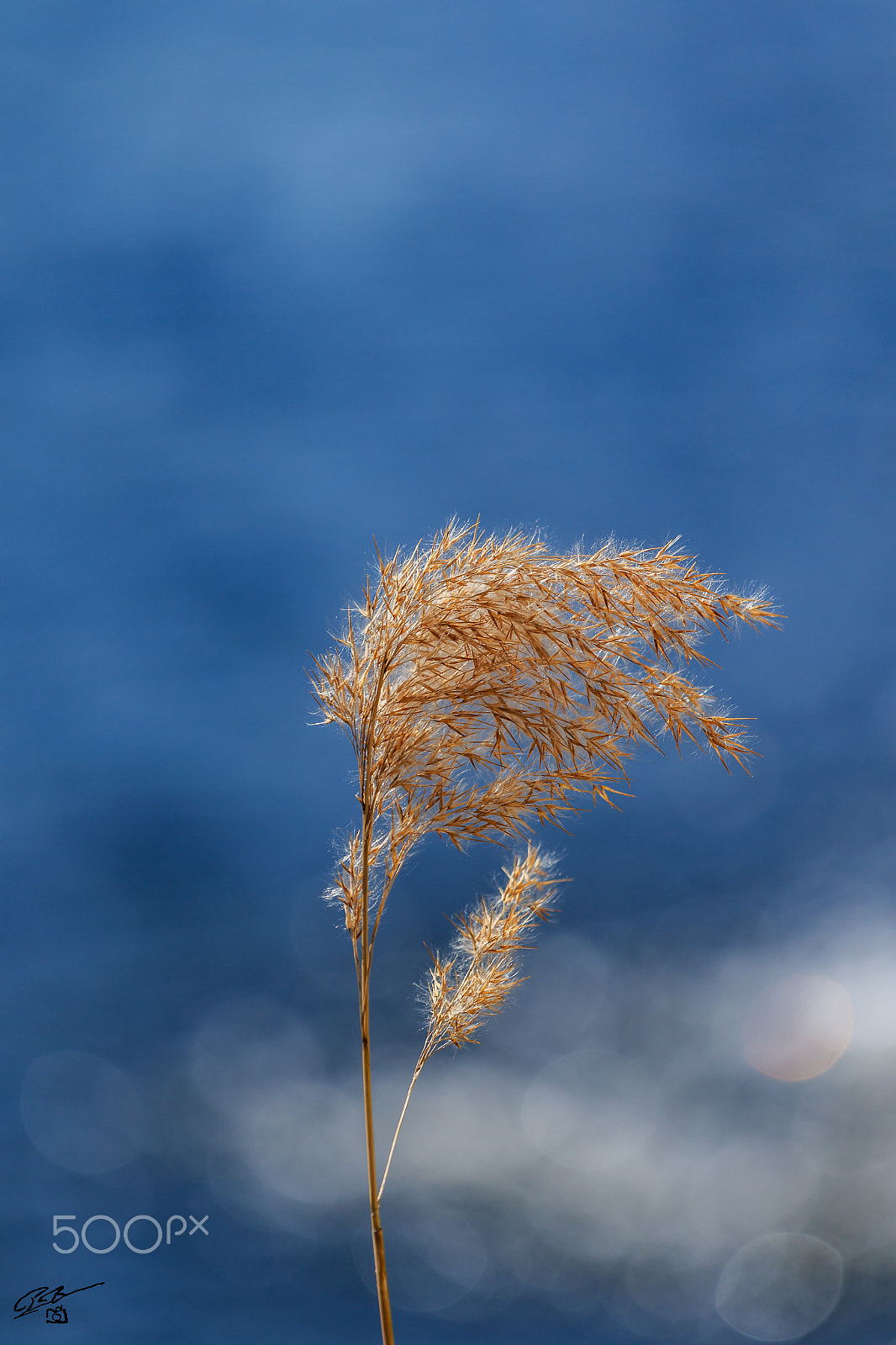 Canon EF 70-200mm F4L IS USM sample photo. Dry reed photography