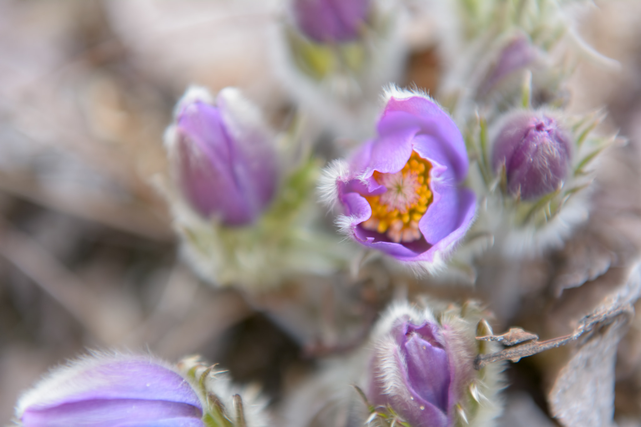 Nikon AF-S Nikkor 24-70mm F2.8G ED sample photo. Рasque-flower photography