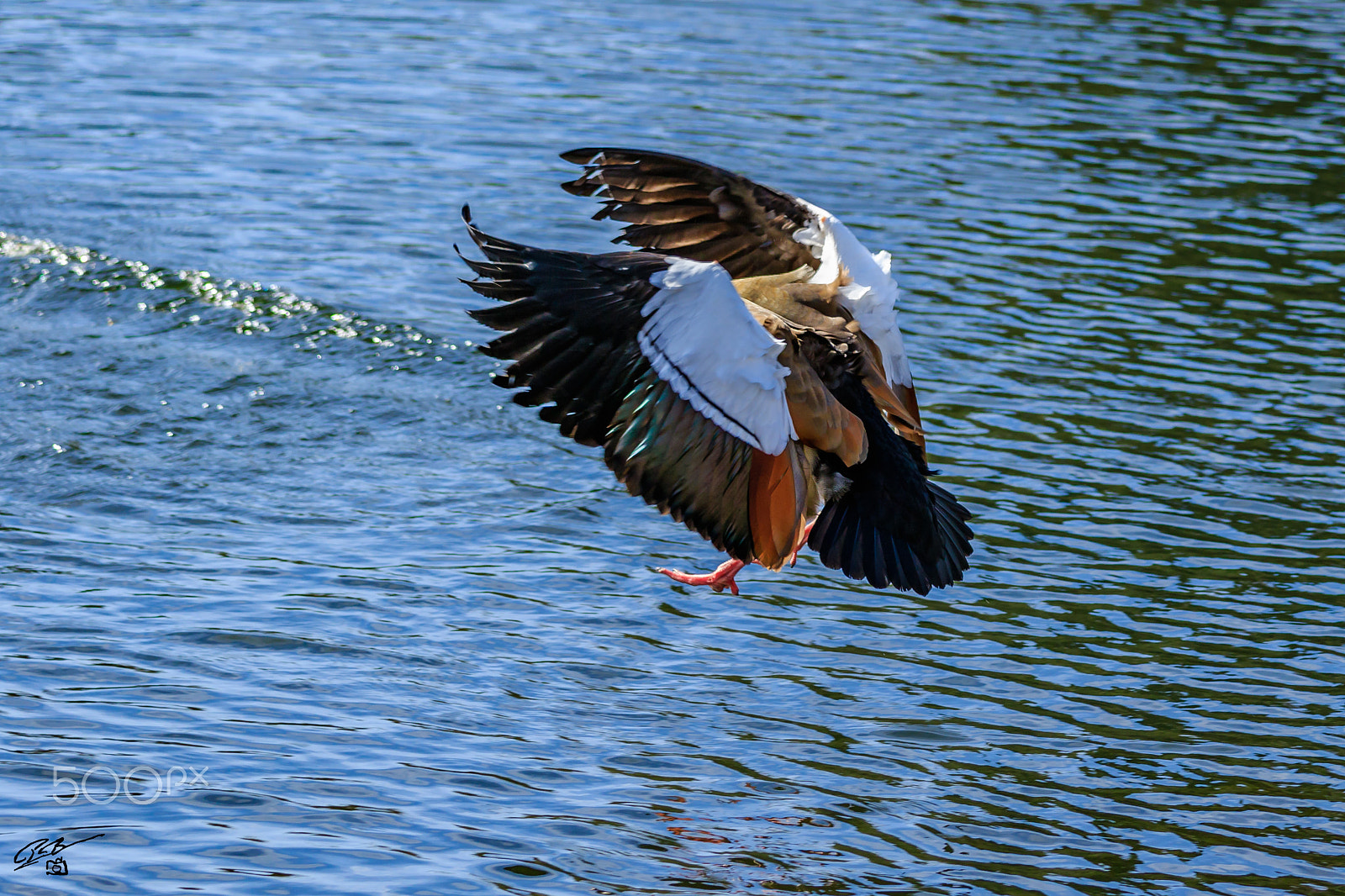 Canon EF 70-200mm F4L IS USM sample photo. Egyptian goose photography