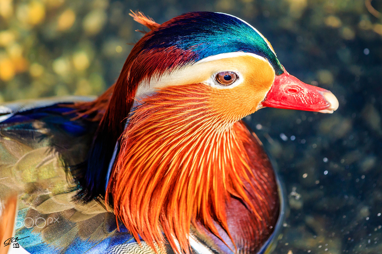 Canon EF 70-200mm F4L IS USM sample photo. Mandarin duck photography