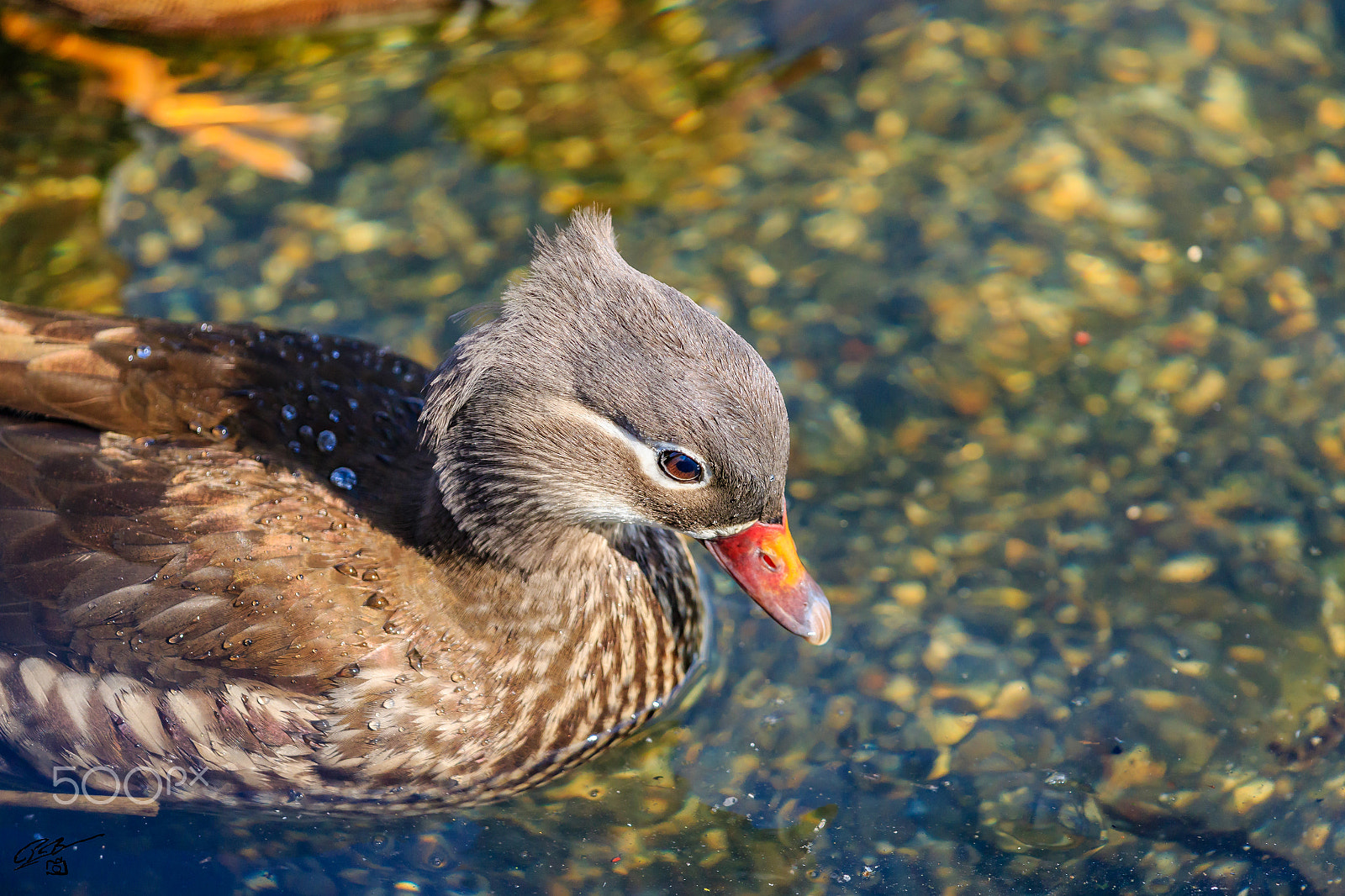 Canon EF 70-200mm F4L IS USM sample photo. Mandarin duck photography