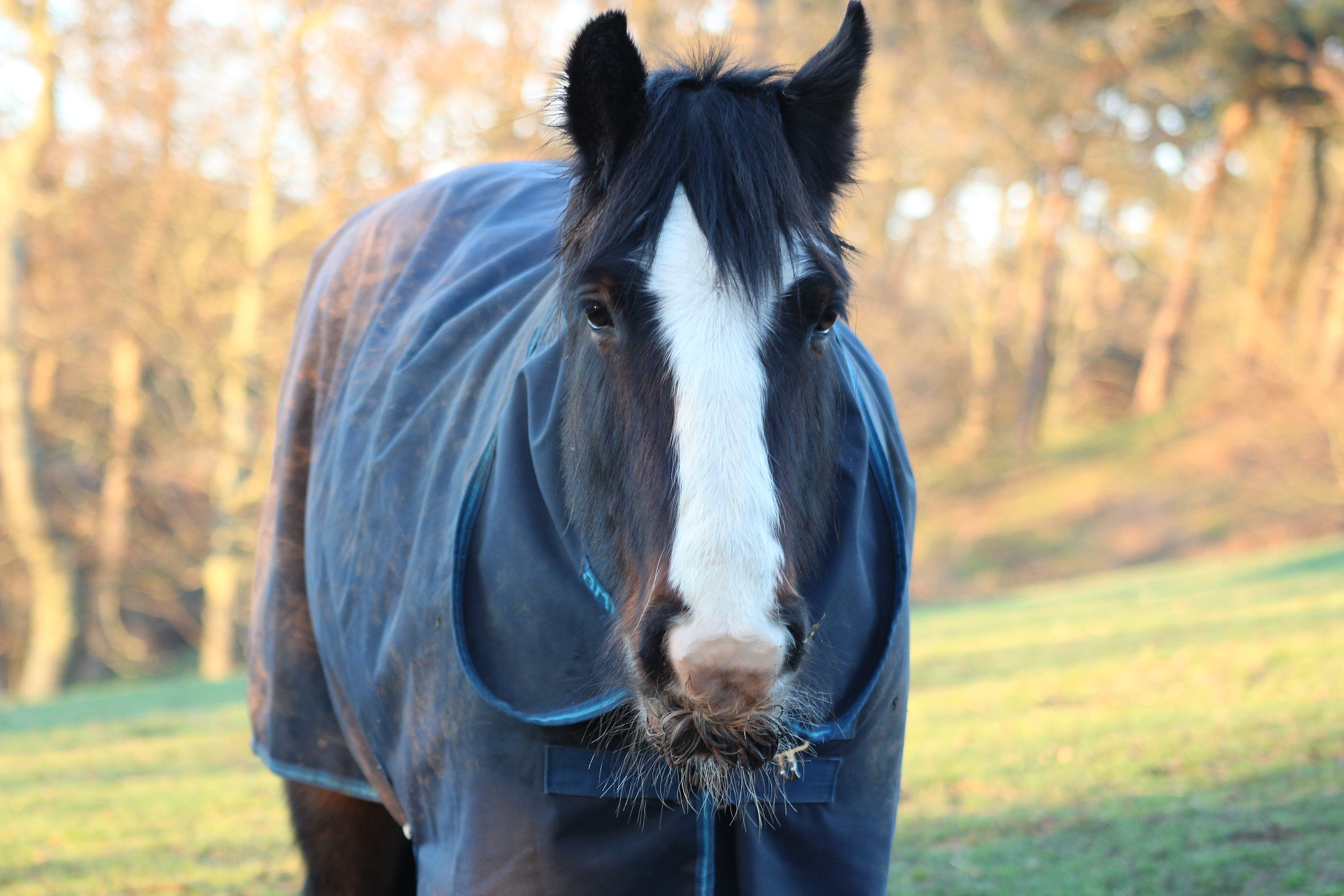 Canon EOS 1300D (EOS Rebel T6 / EOS Kiss X80) + EF75-300mm f/4-5.6 sample photo. Beautiful horse photography
