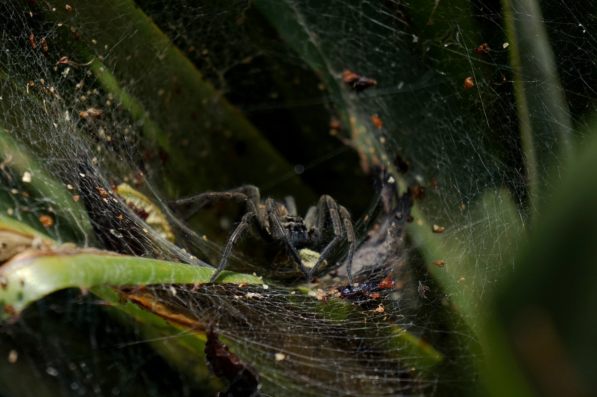 Sony Alpha a5000 (ILCE 5000) sample photo. Wild spider photography