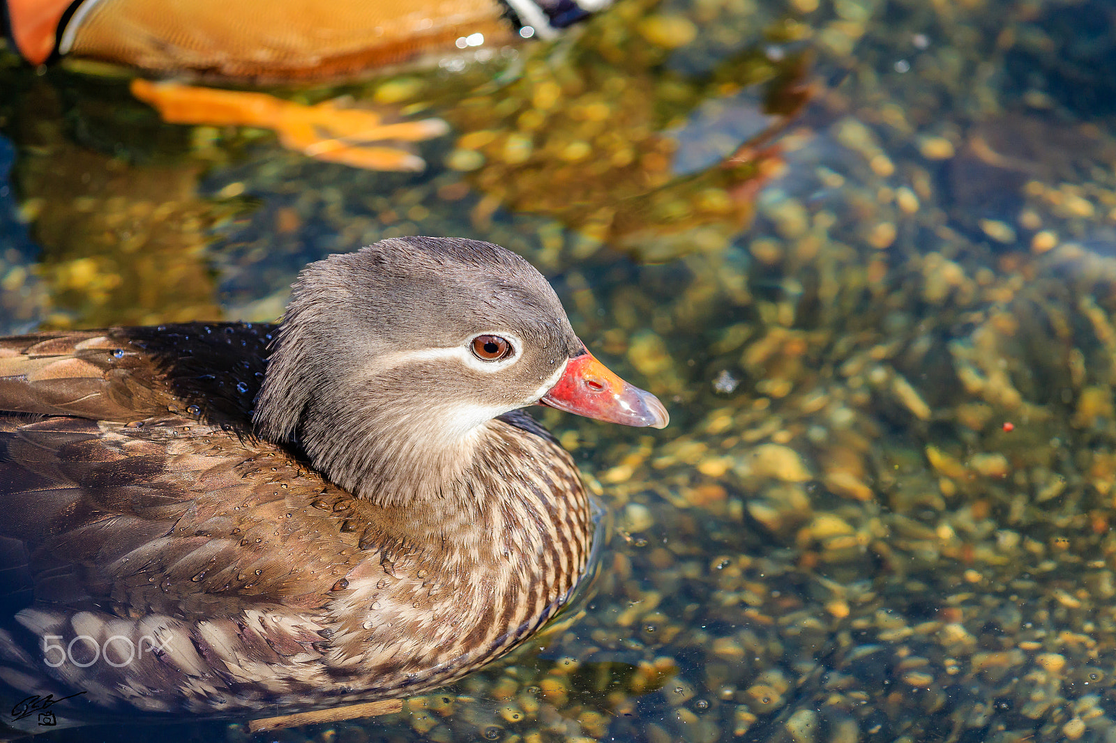 Canon EF 70-200mm F4L IS USM sample photo. Mandarin duck photography