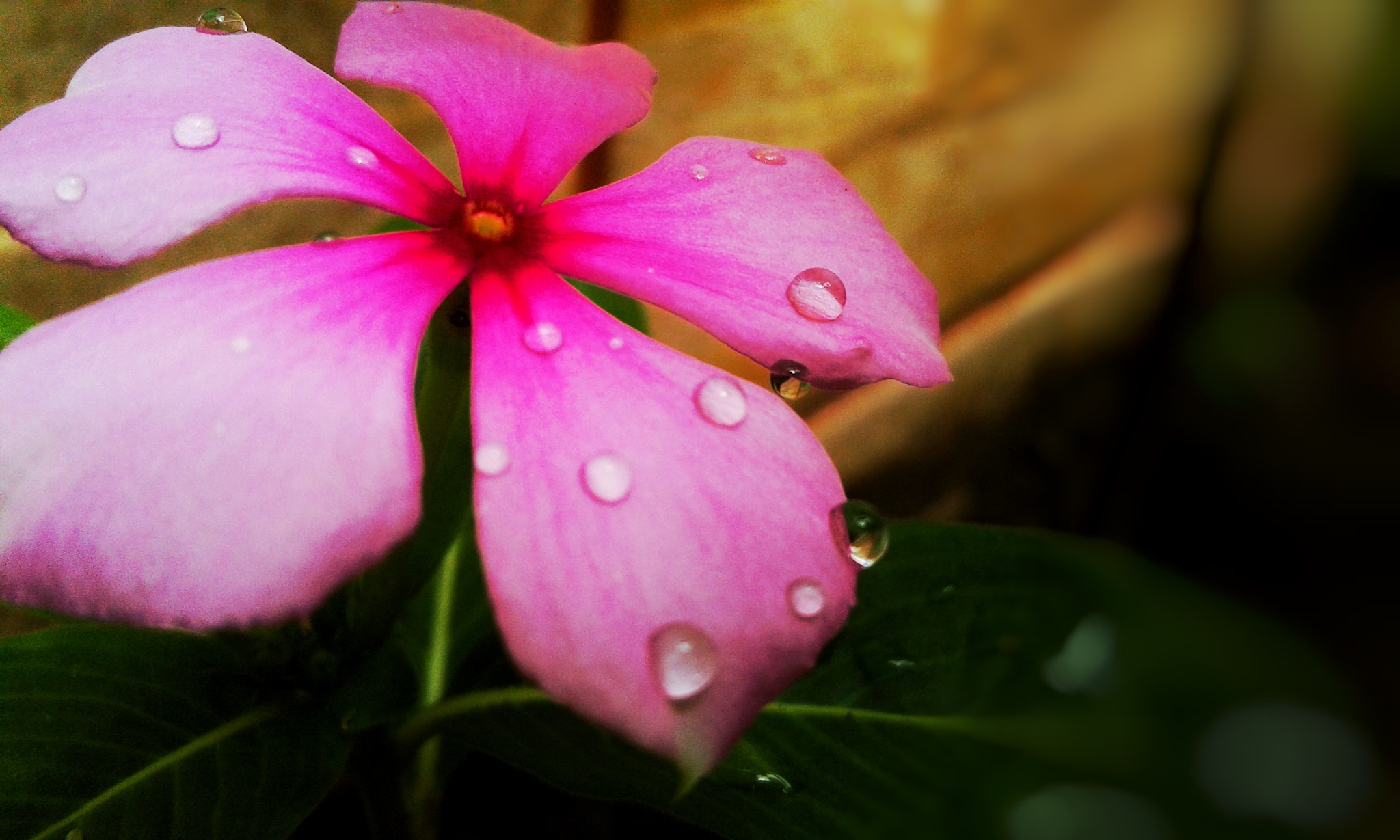 Samsung Galaxy J1(2016) sample photo. Petalas rosas photography