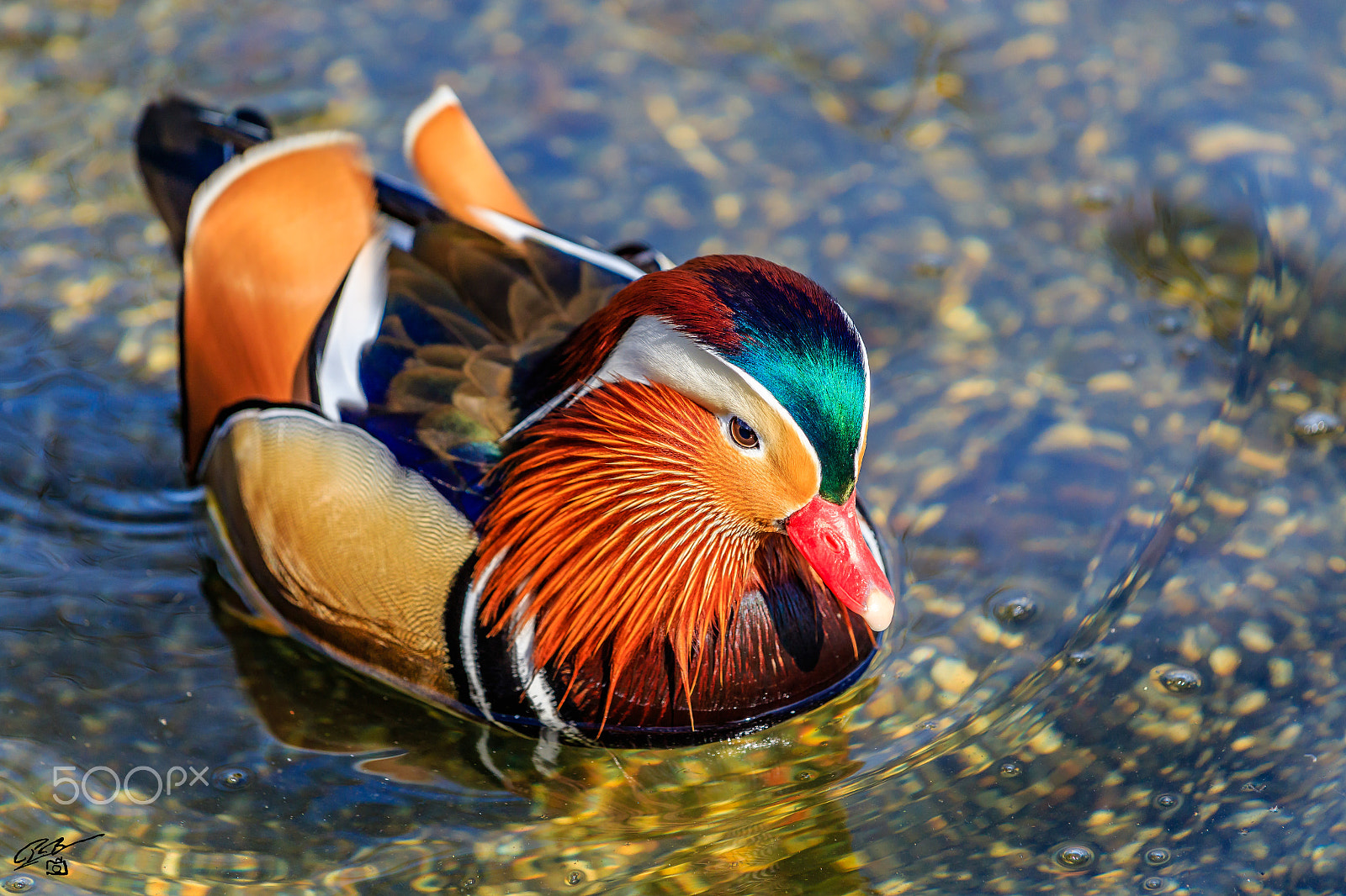 Canon EF 70-200mm F4L IS USM sample photo. Mandarin duck photography