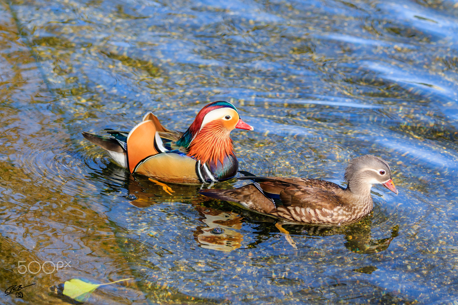 Canon EF 70-200mm F4L IS USM sample photo. Mandarin duck photography