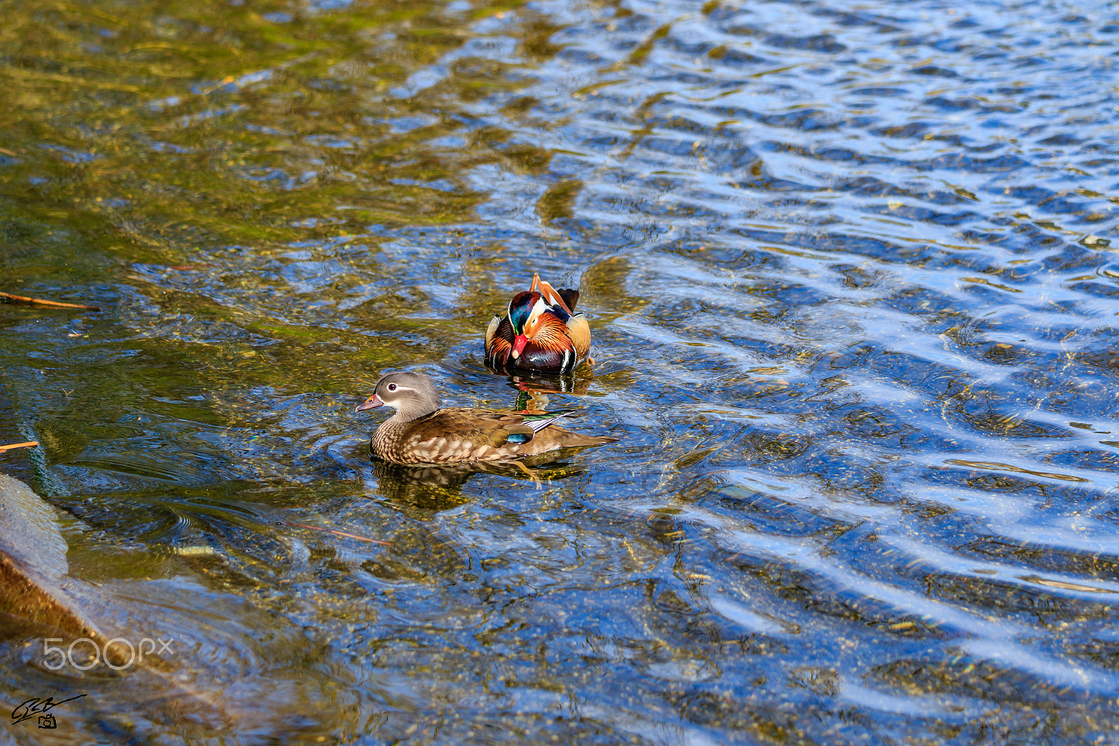 Canon EF 70-200mm F4L IS USM sample photo. Mandarin duck photography